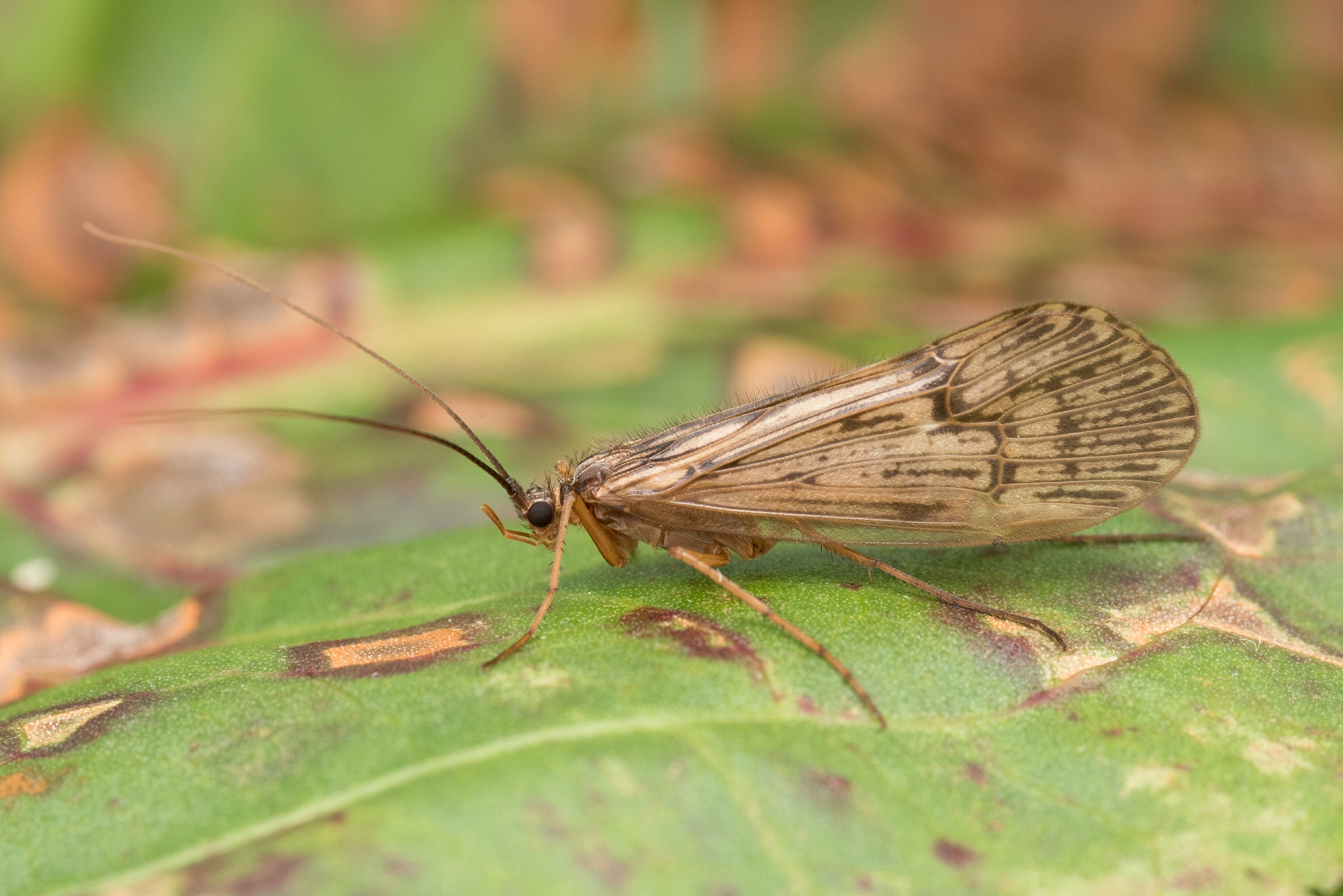 Vårfluer: Halesus radiatus.