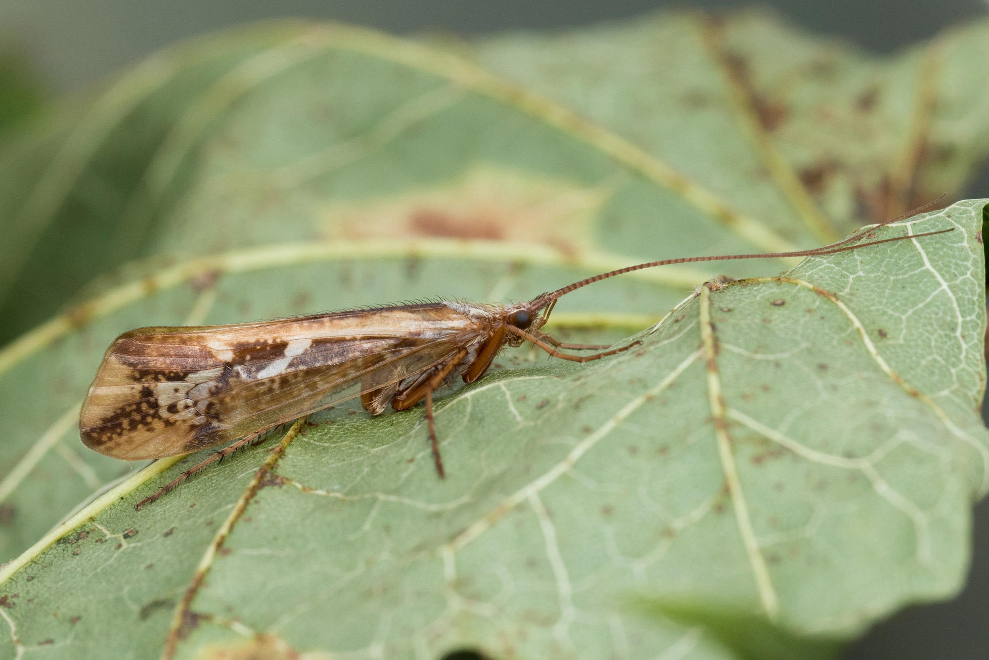 Vårfluer: Limnephilus borealis.