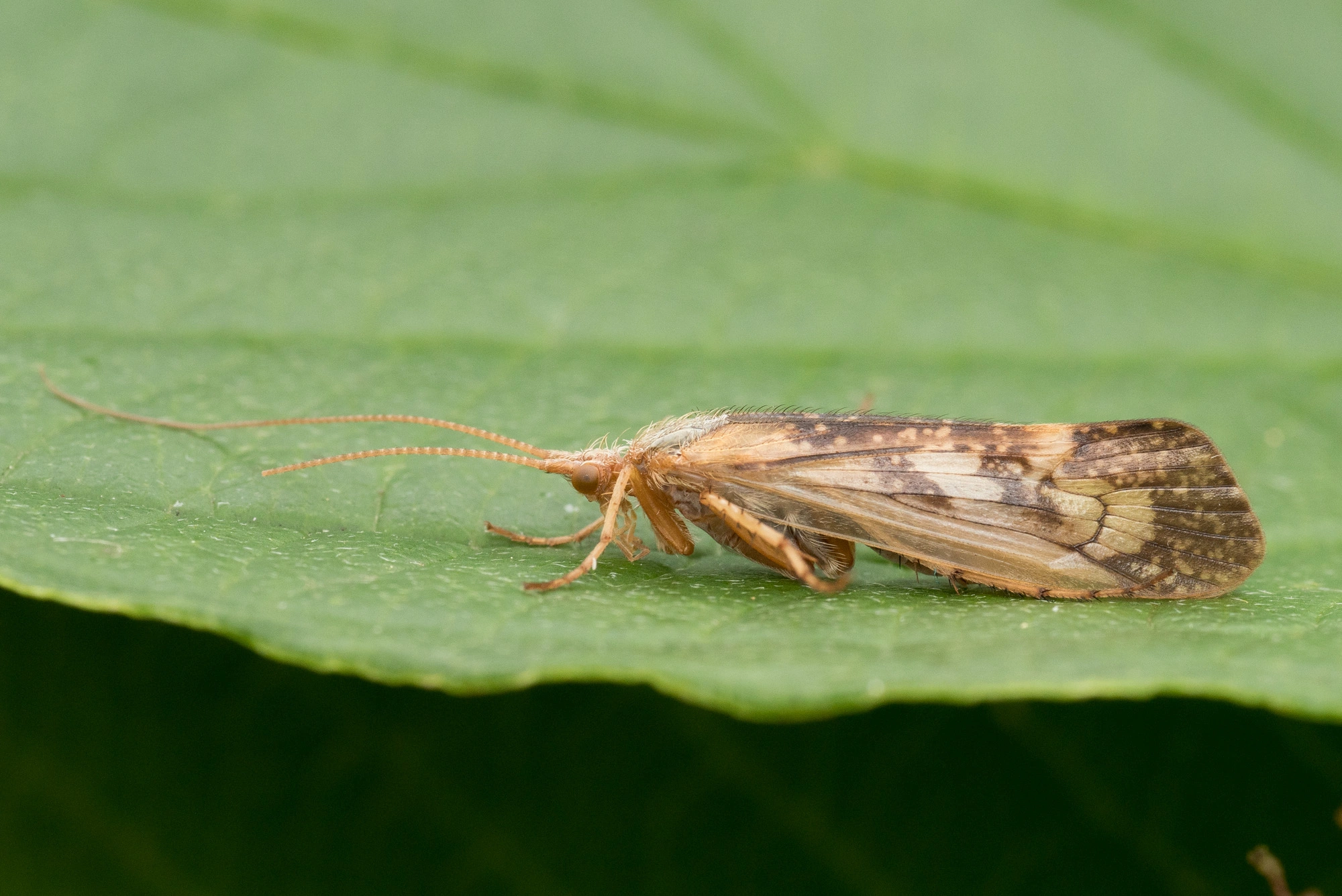 Vårfluer: Limnephilus flavicornis.