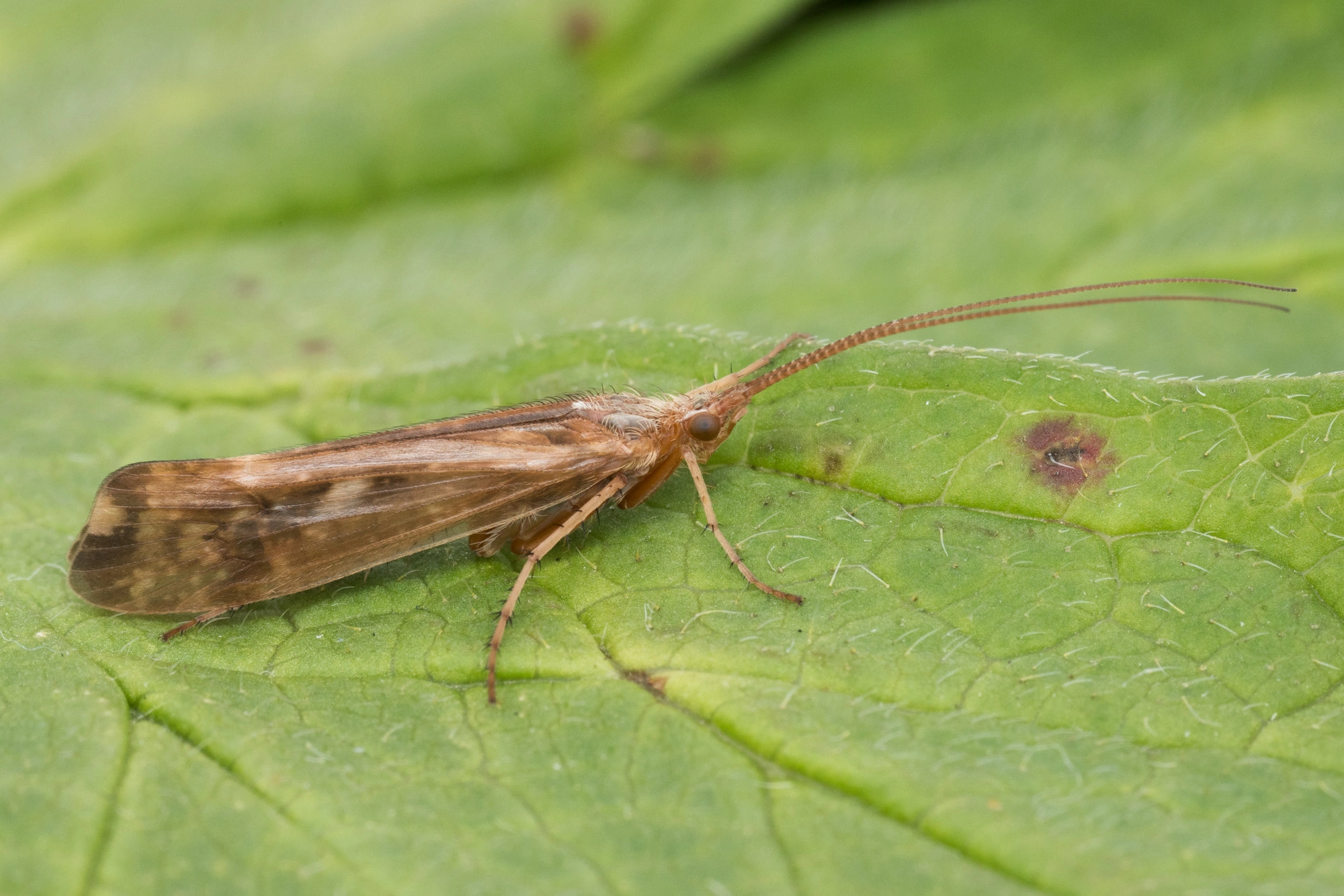 Vårfluer: Limnephilus lunatus.