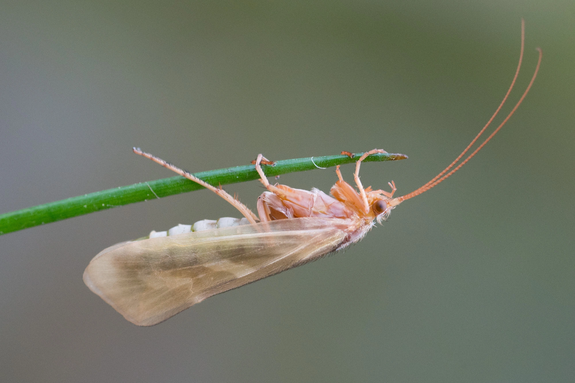 Vårfluer: Limnephilus rhombicus.