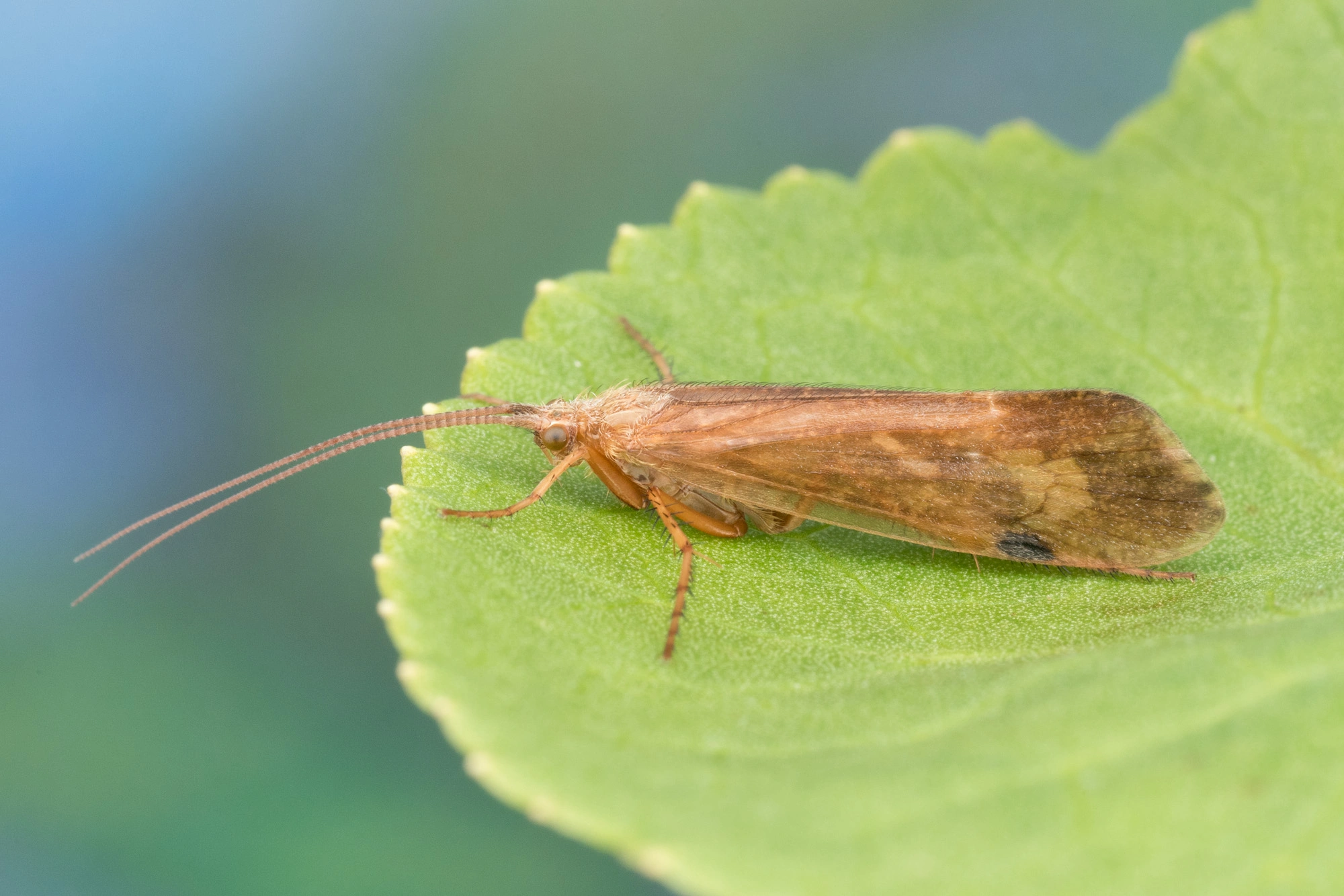 Vårfluer: Limnephilus stigma.