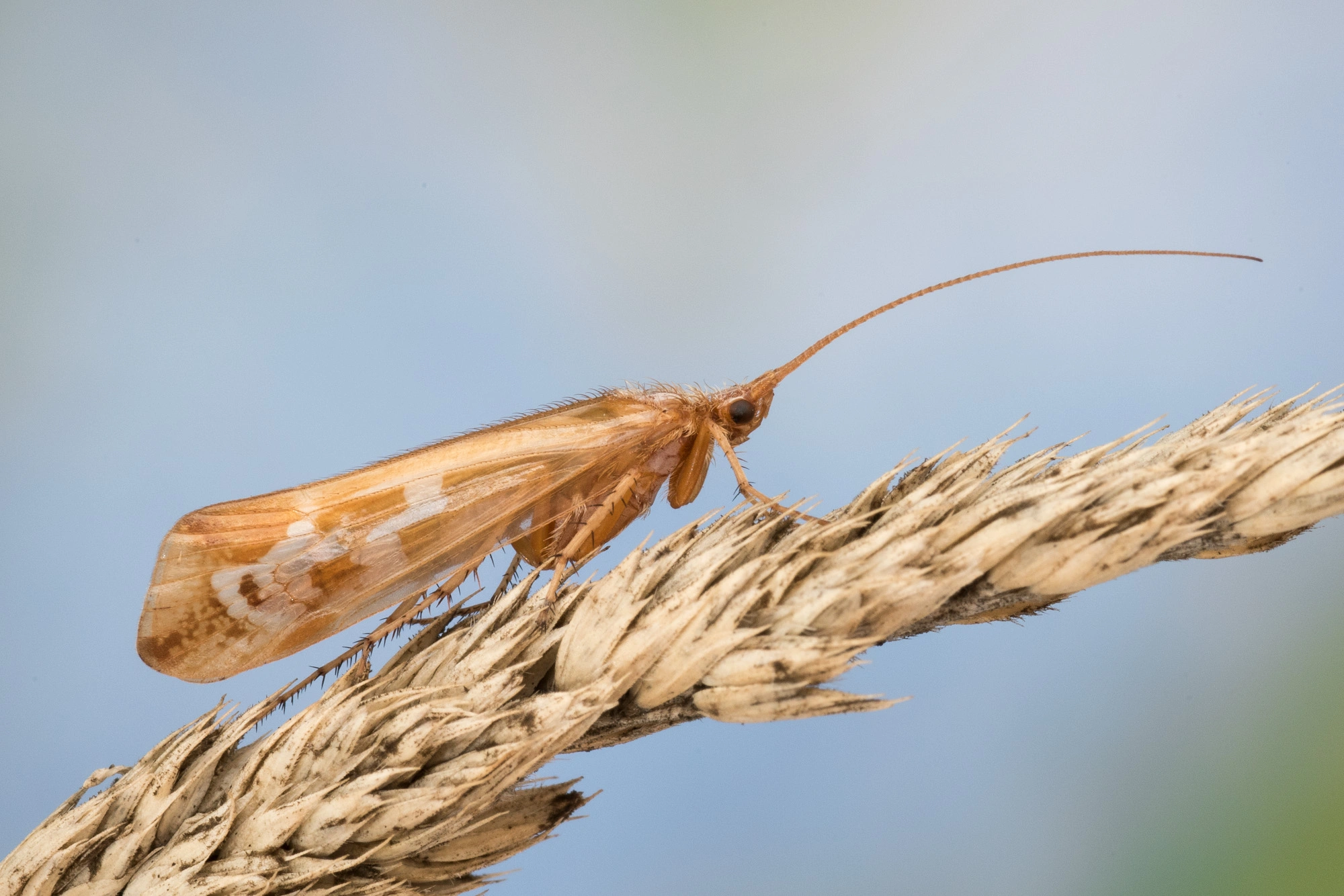 Vårfluer: Limnephilus subcentralis.