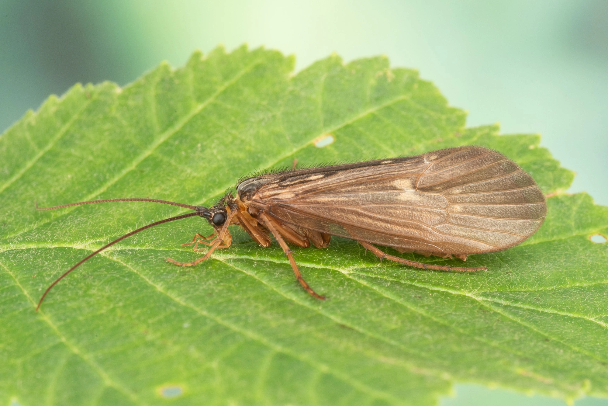 Vårfluer: Potamophylax latipennis.