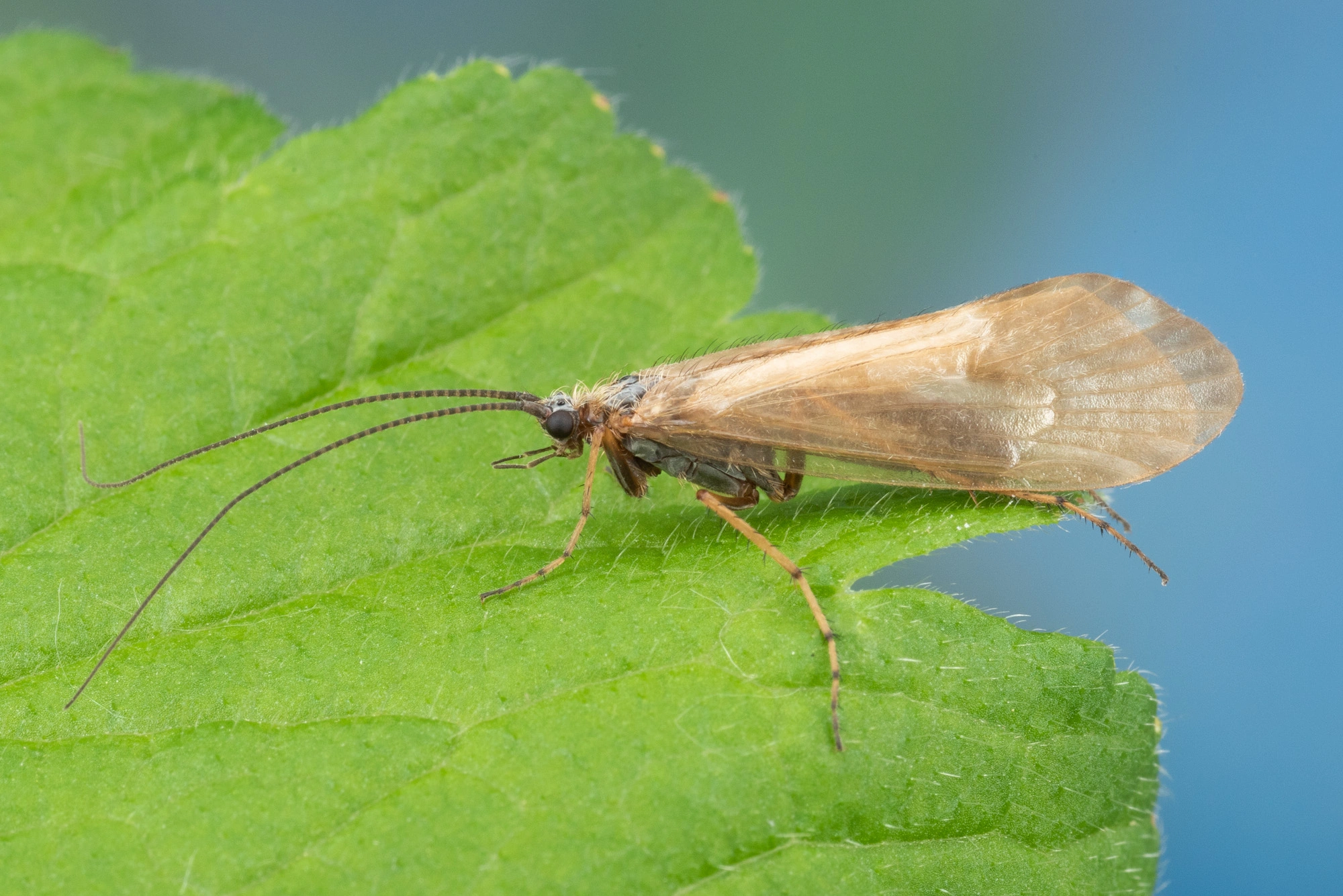 Vårfluer: Rhadicoleptus alpestris.