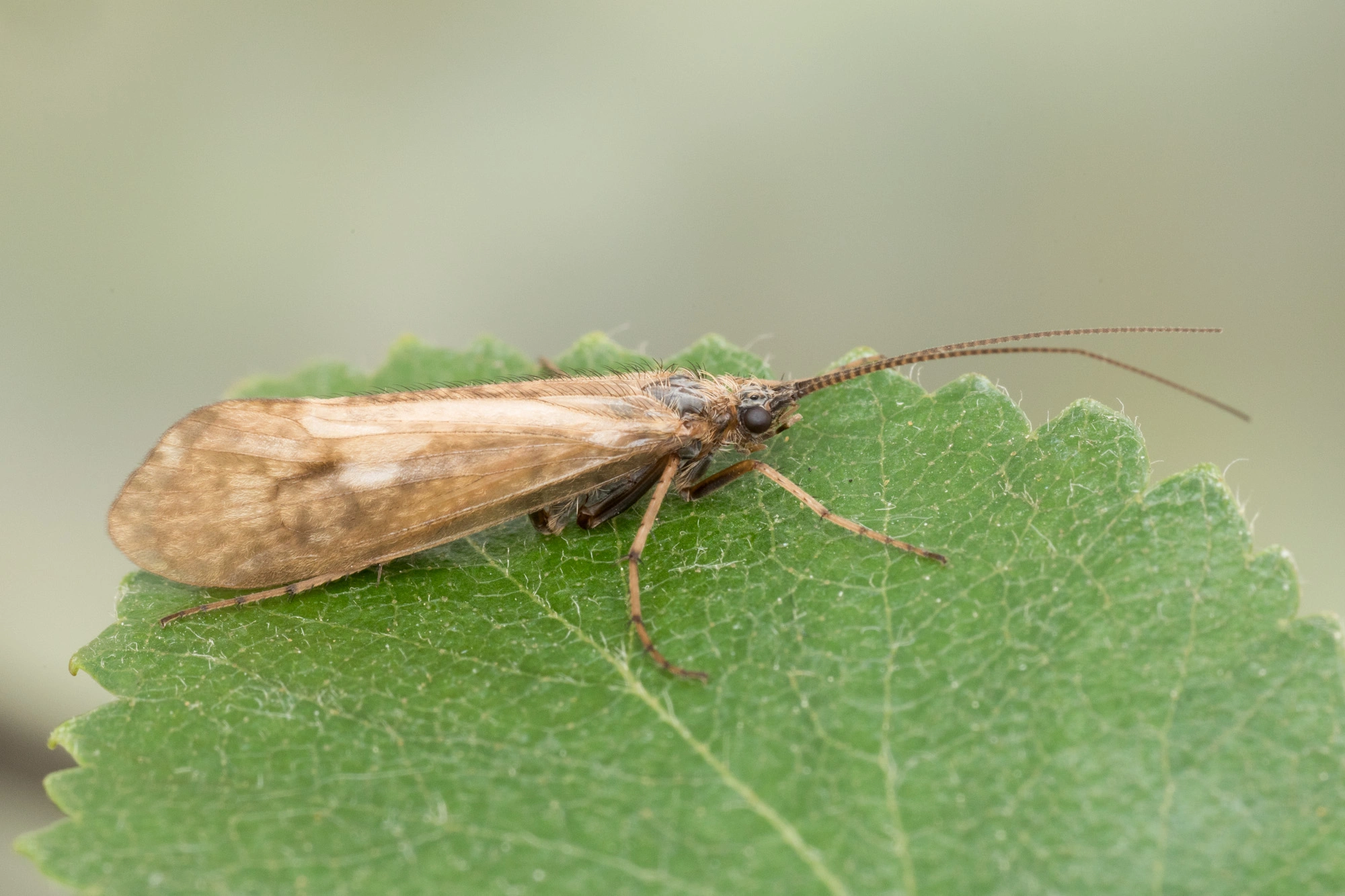 Vårfluer: Rhadicoleptus alpestris.