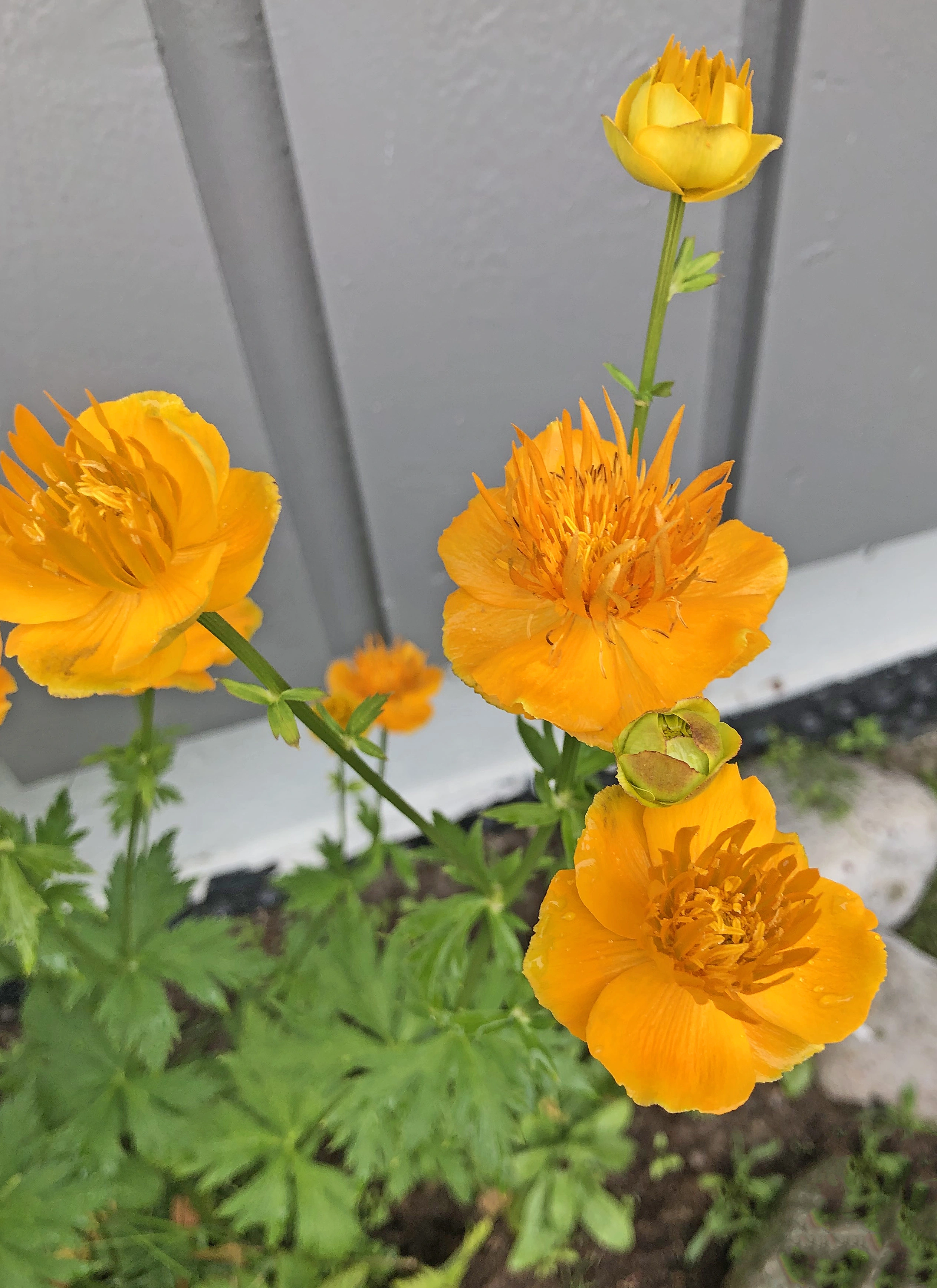 Tofrøbladete planter: Trollius chinensis.