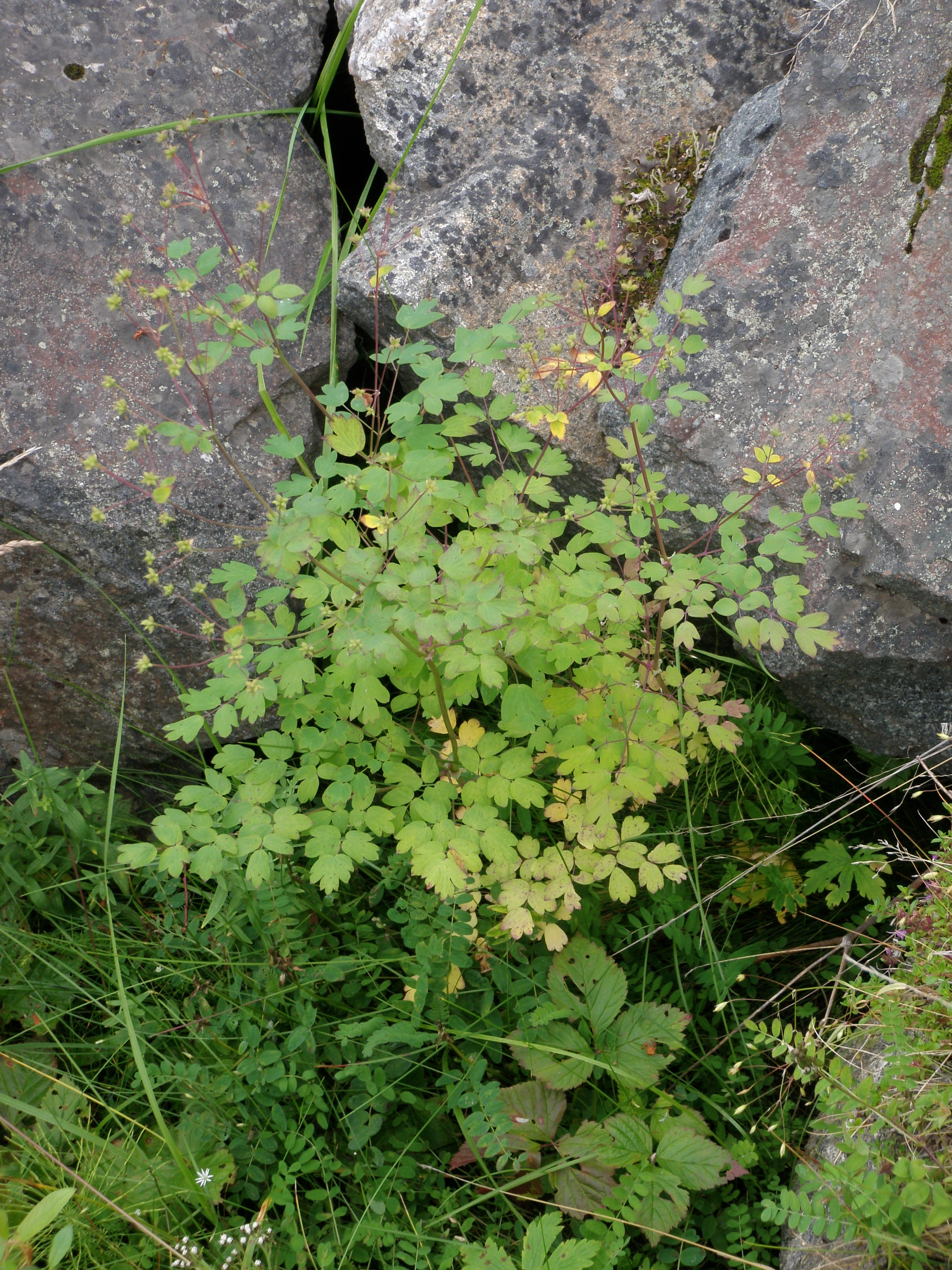 Russefrøstjerne.