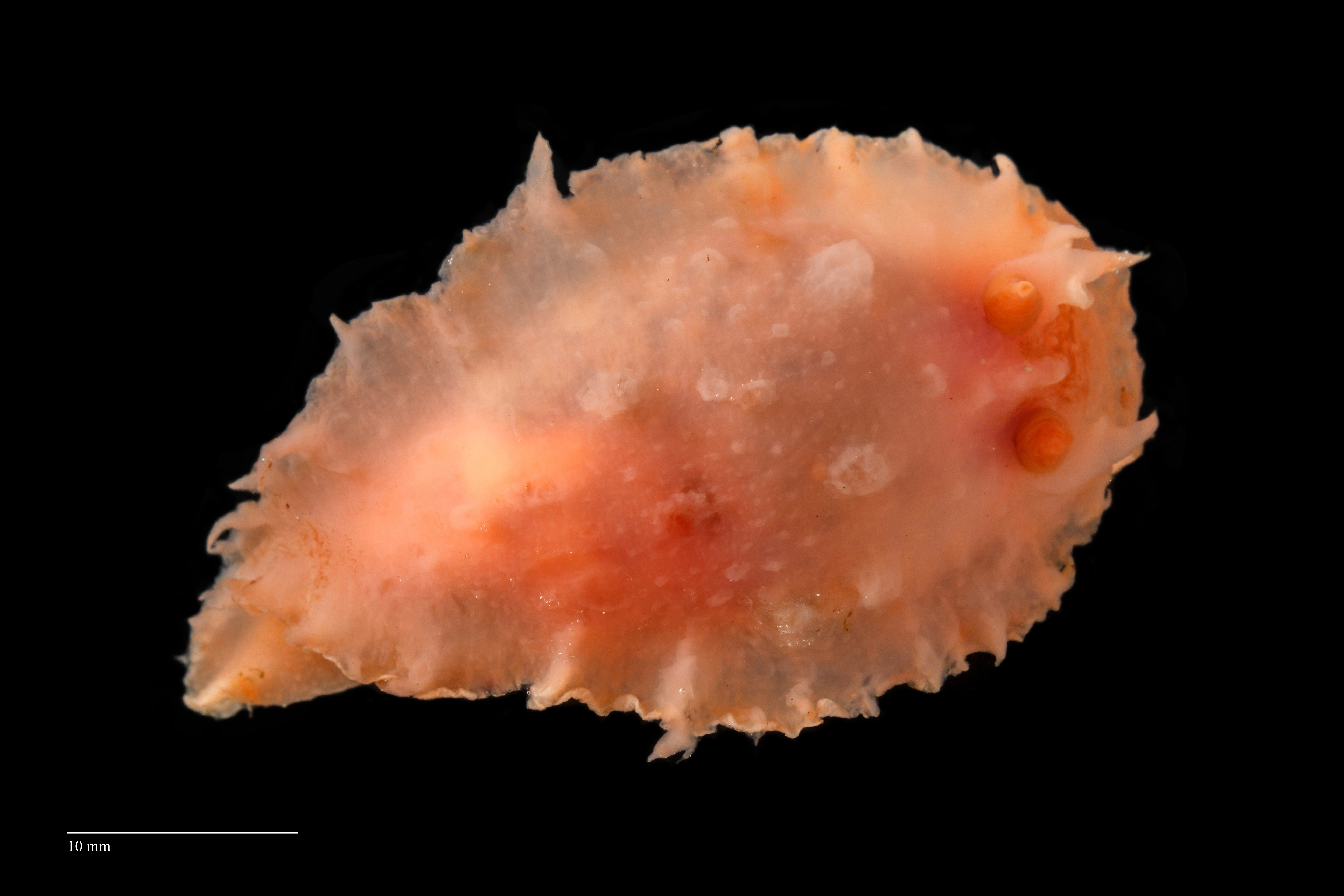 Bløtdyr: Heterodoris robusta.