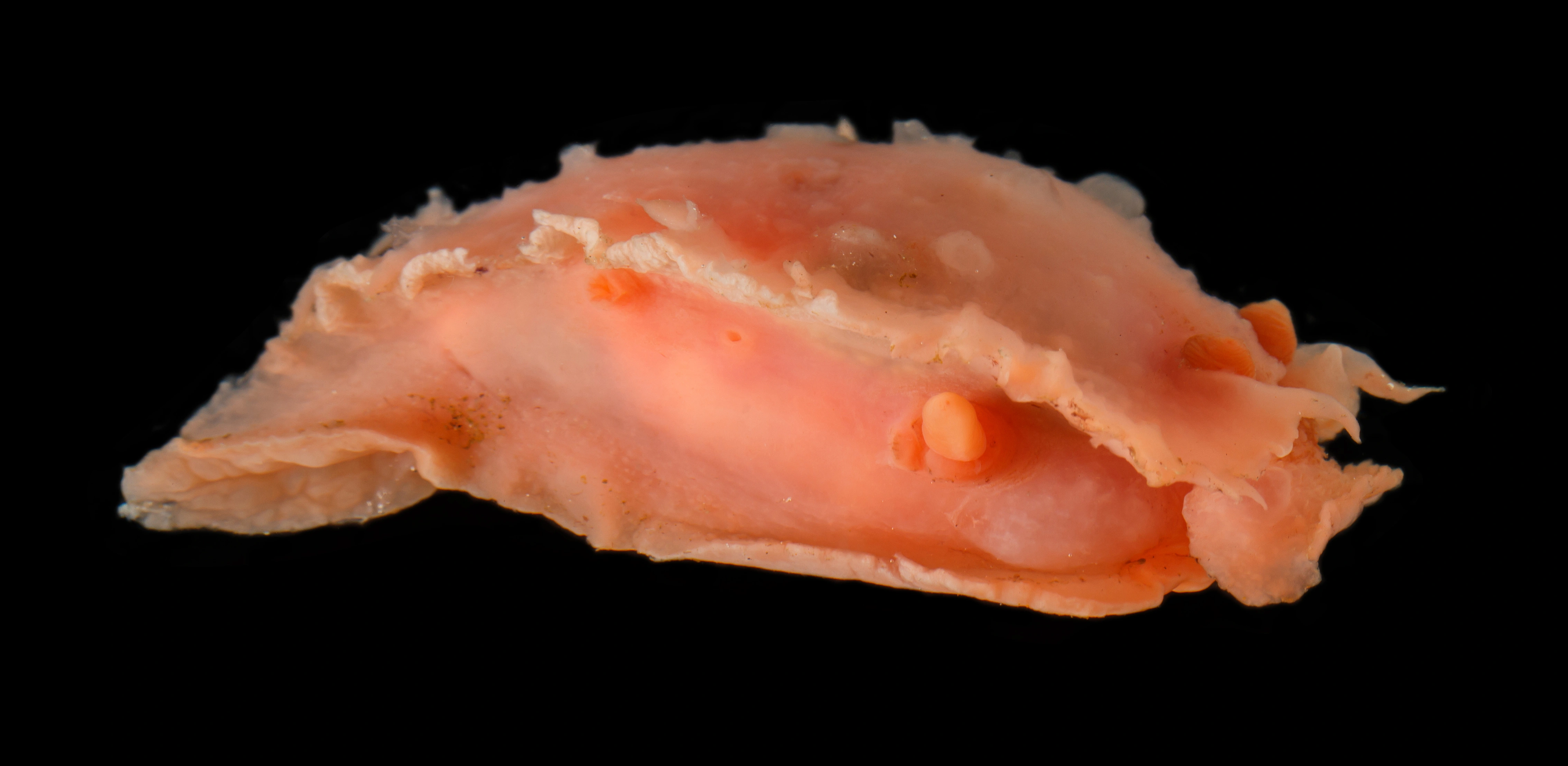 Bløtdyr: Heterodoris robusta.