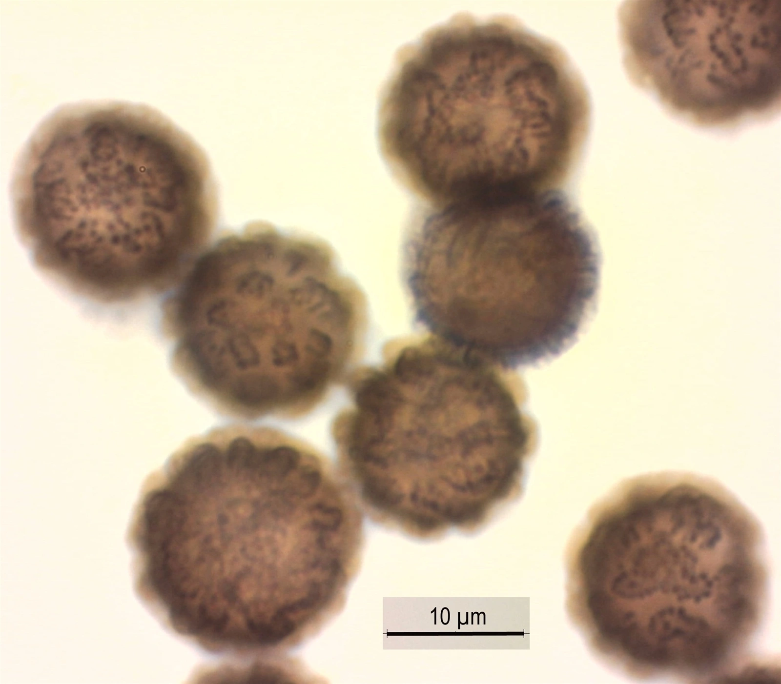 Haglslim: Lamproderma cristatum.