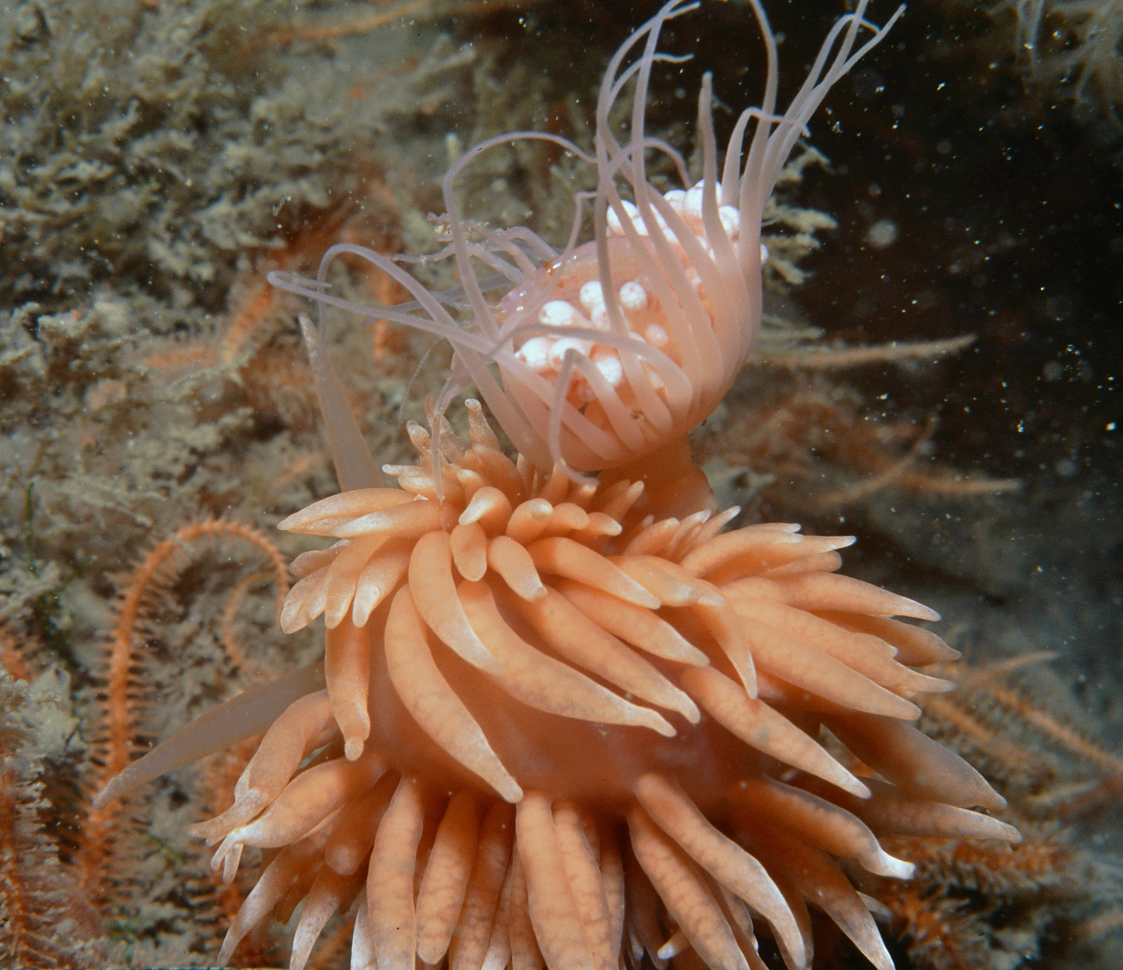 Nakensnegler: Cuthonella abyssicola.