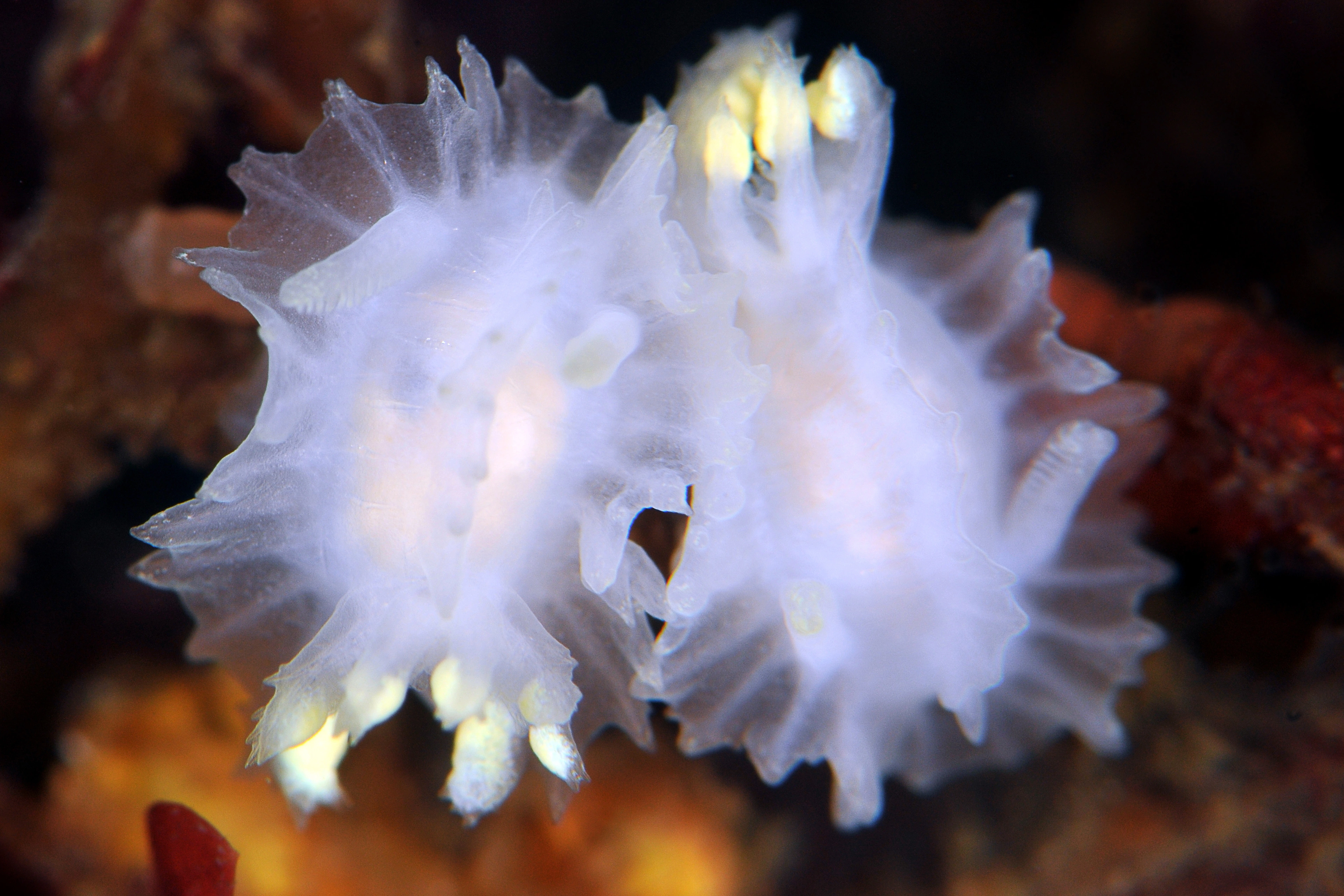 Bløtdyr: Lophodoris danielsseni.