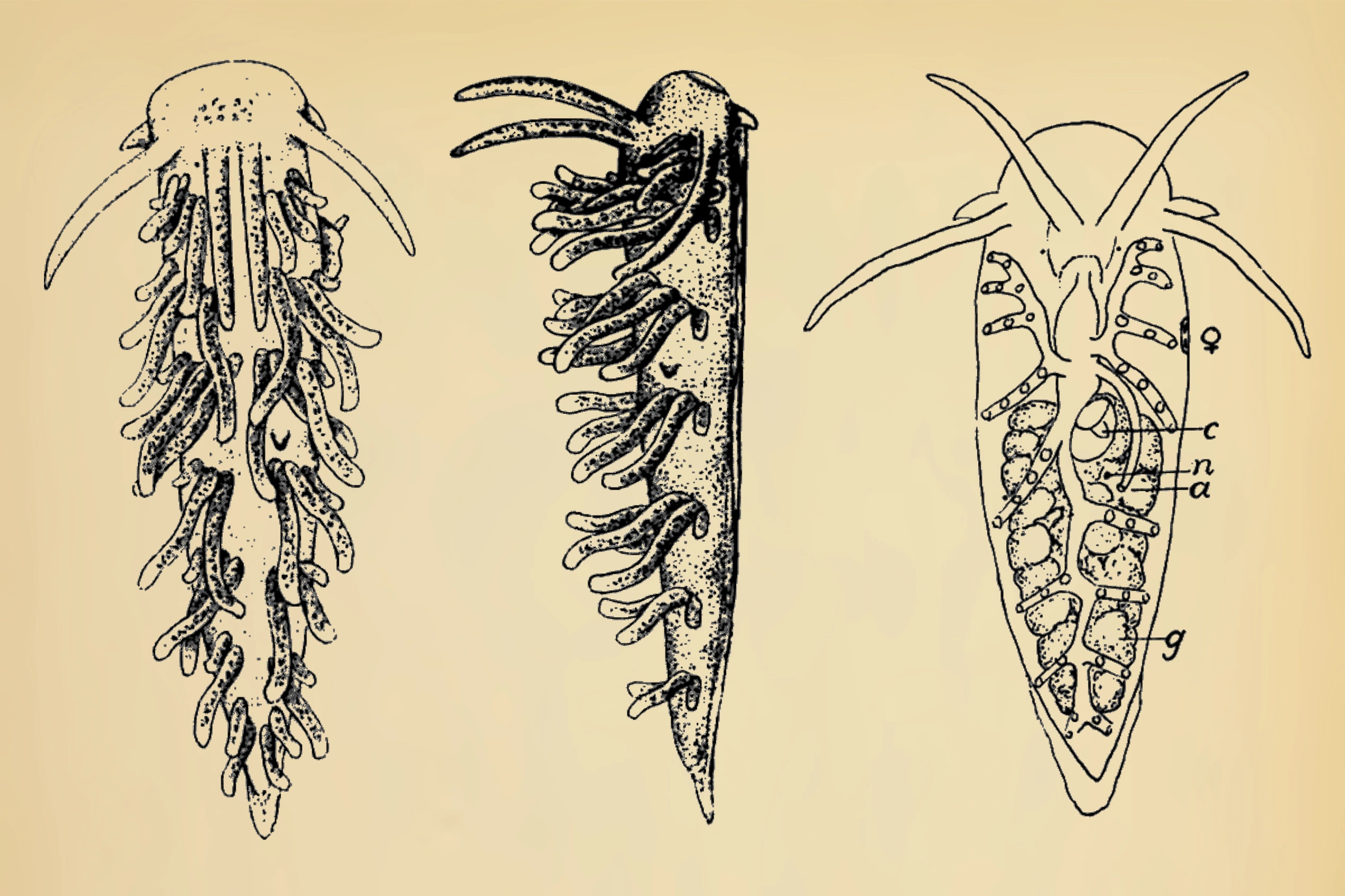 Nakensnegler: Xenocratena suecica.