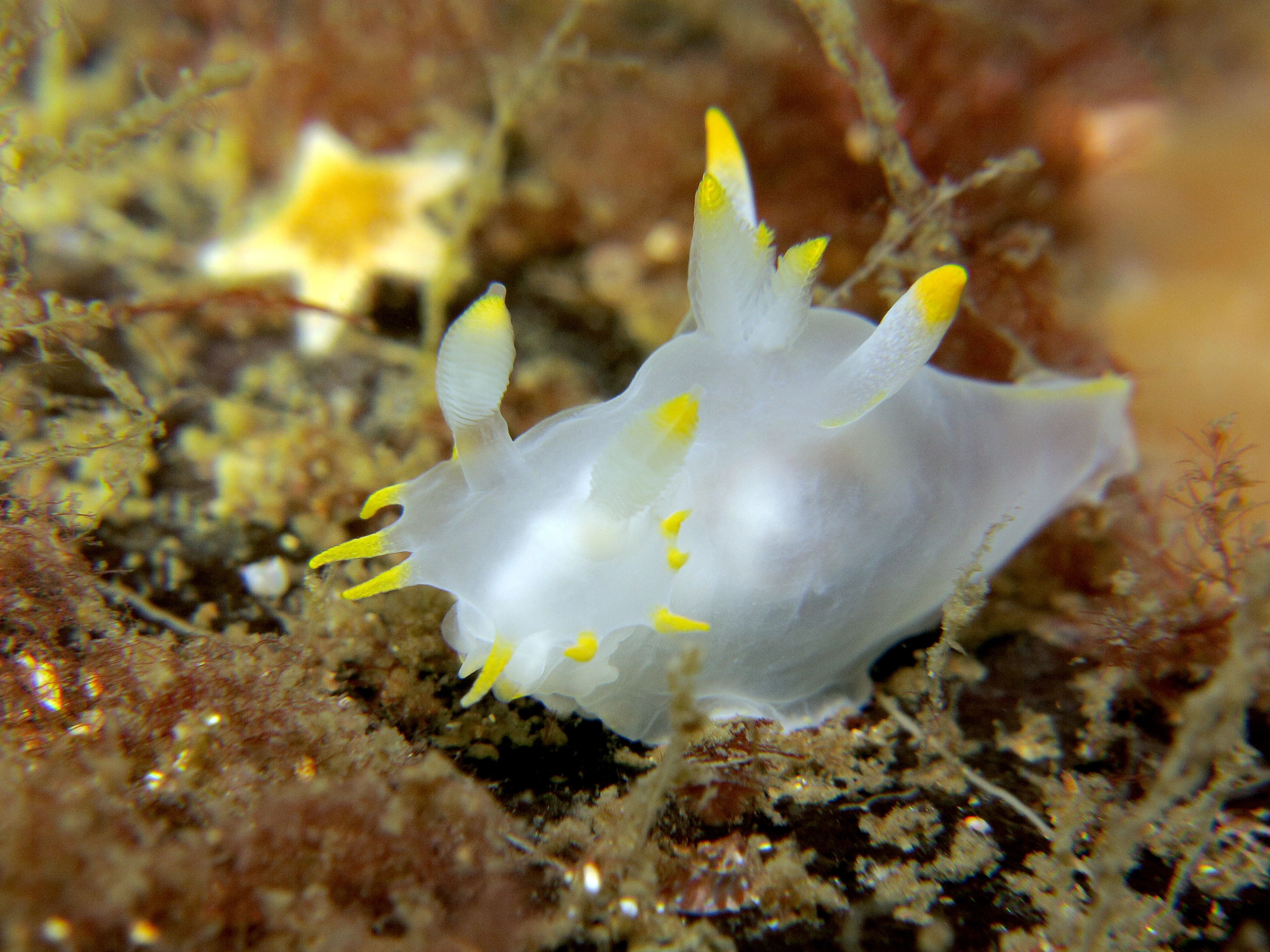 Bløtdyr: Polycera kernowensis.