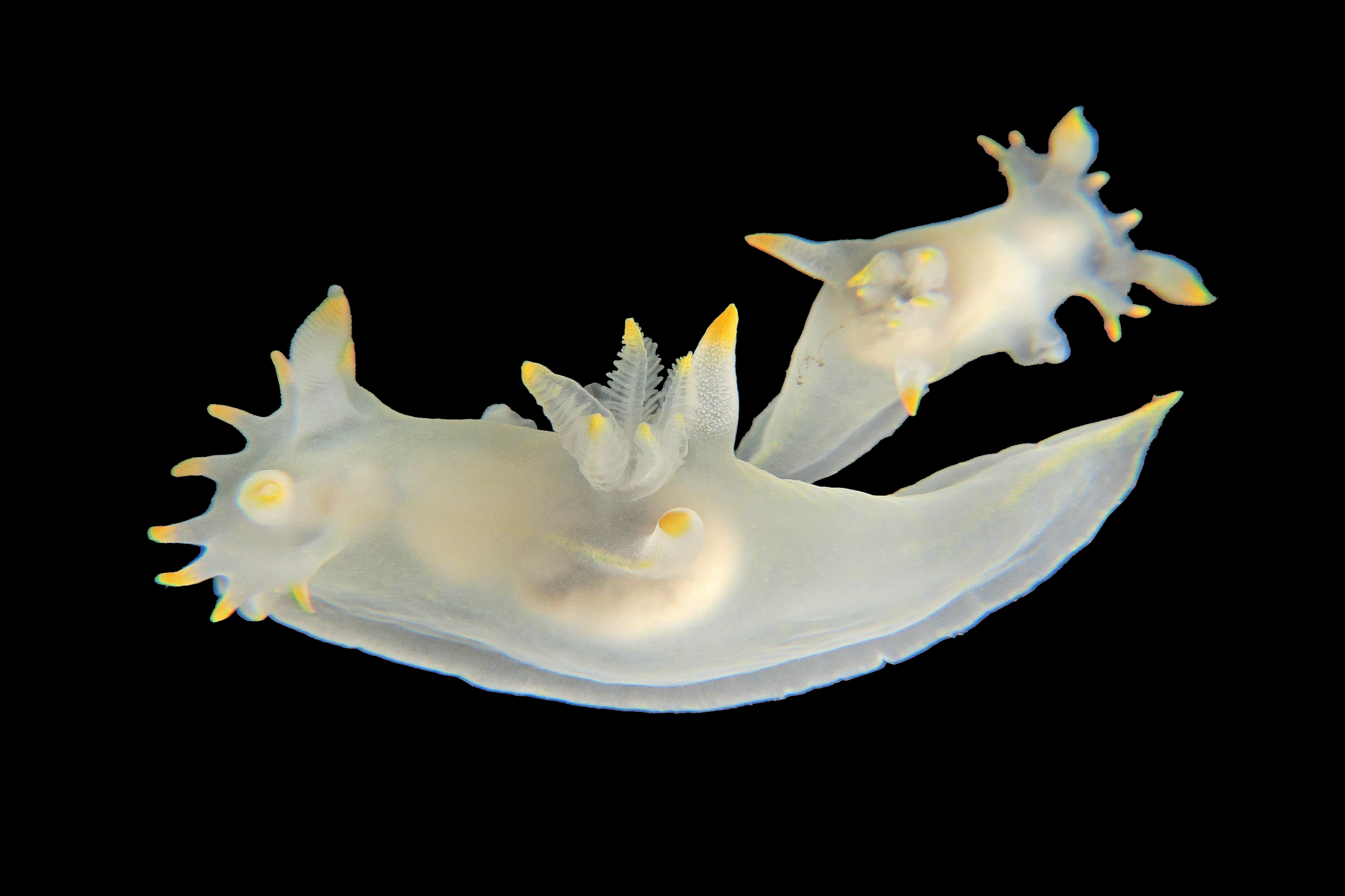 Bløtdyr: Polycera kernowensis.