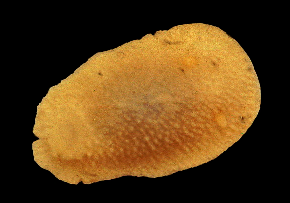 Bløtdyr: Calycidoris guentheri.