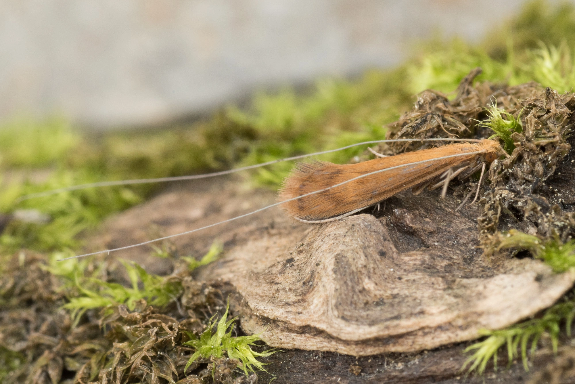 Vårfluer: Adicella reducta.