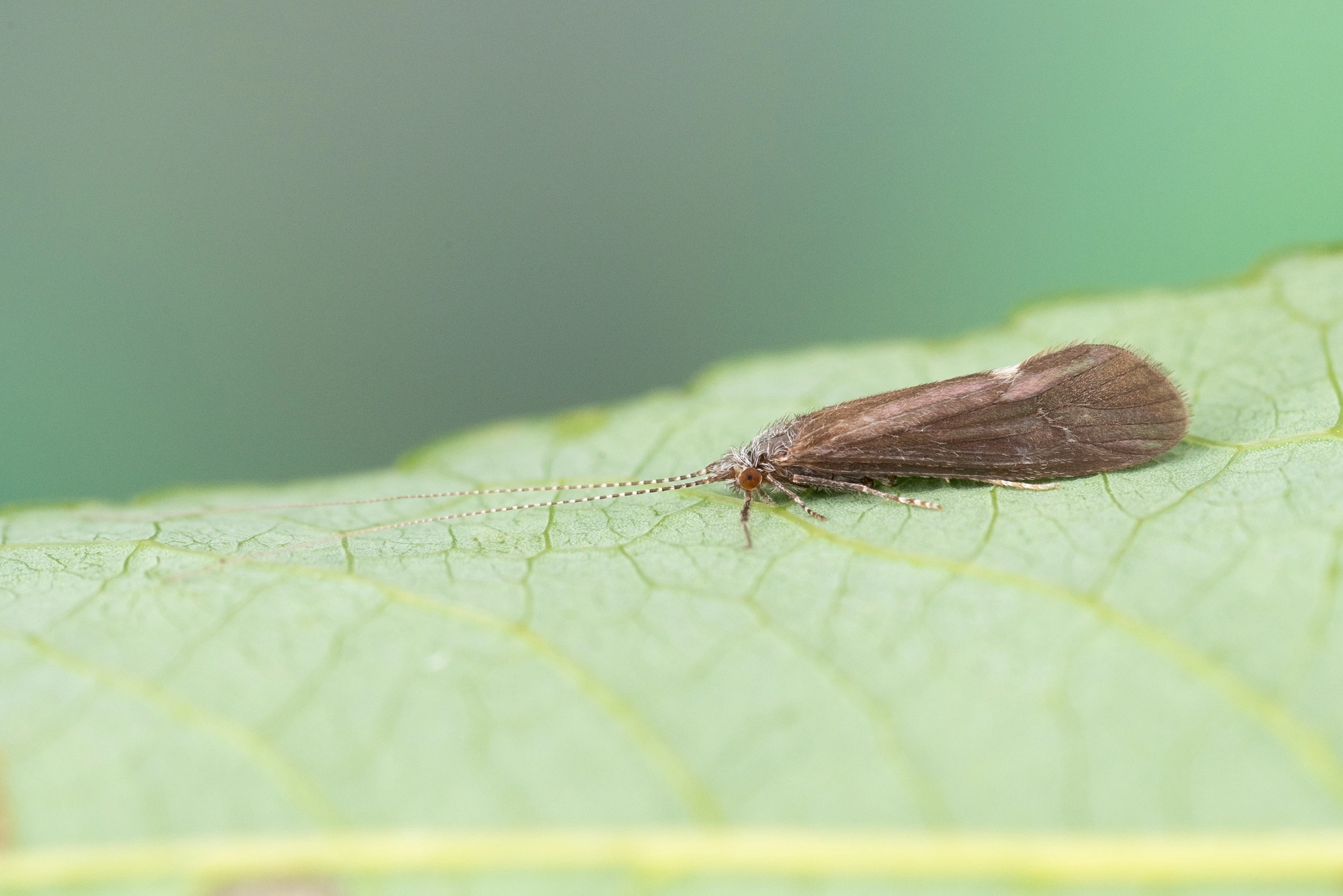 Vårfluer: Ceraclea albimacula.