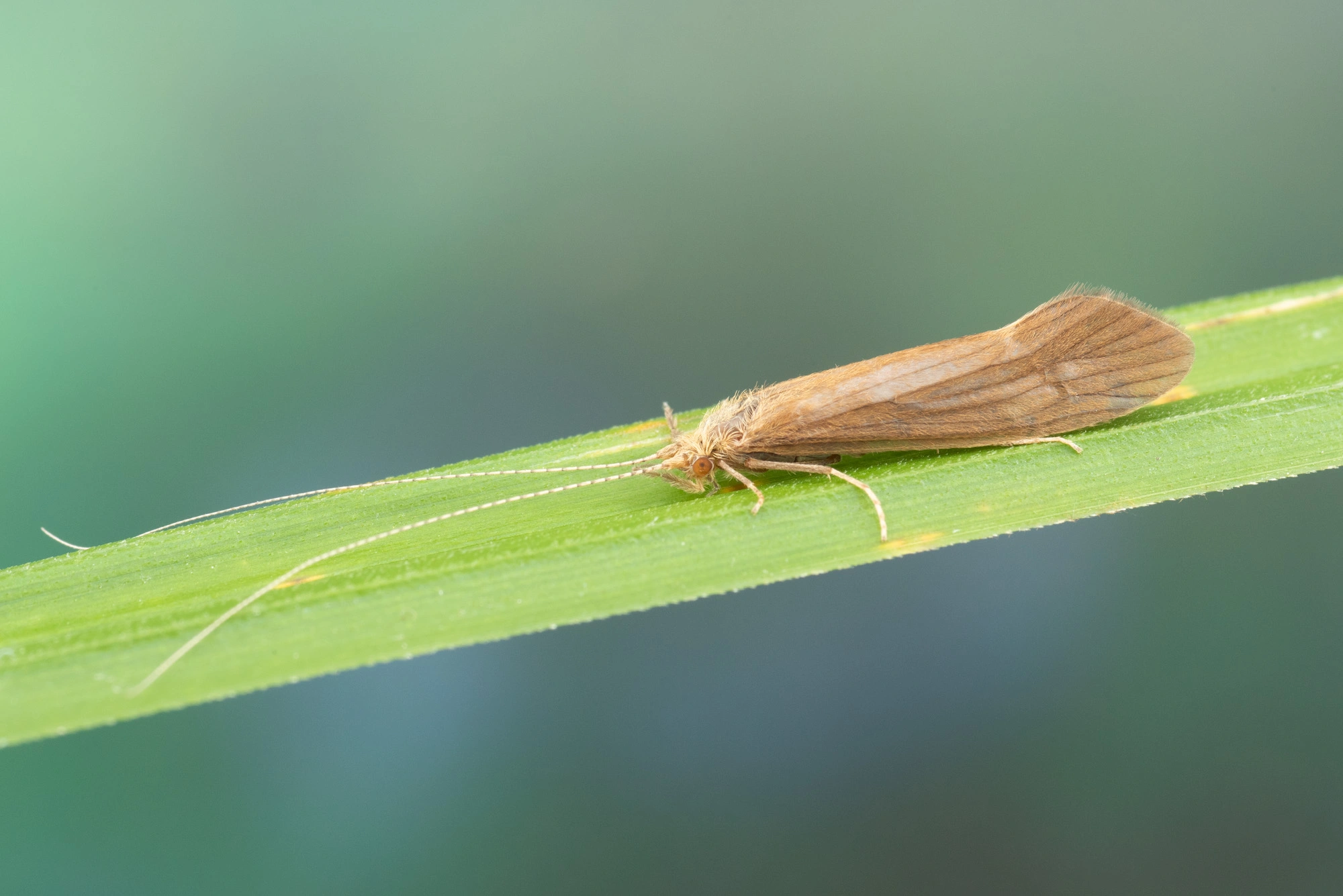 Vårfluer: Ceraclea fulva.