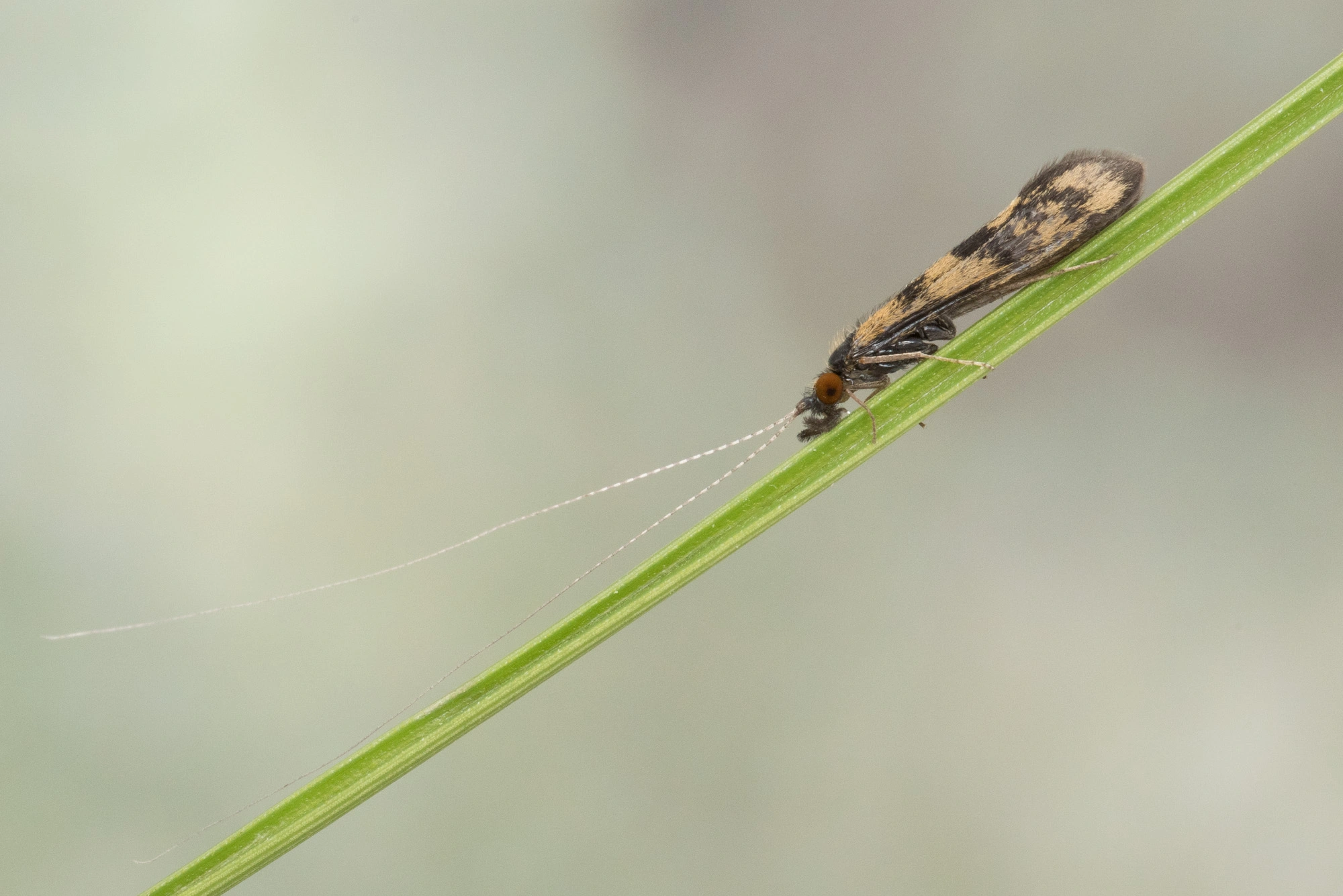 Vårfluer: Mystacides longicornis.