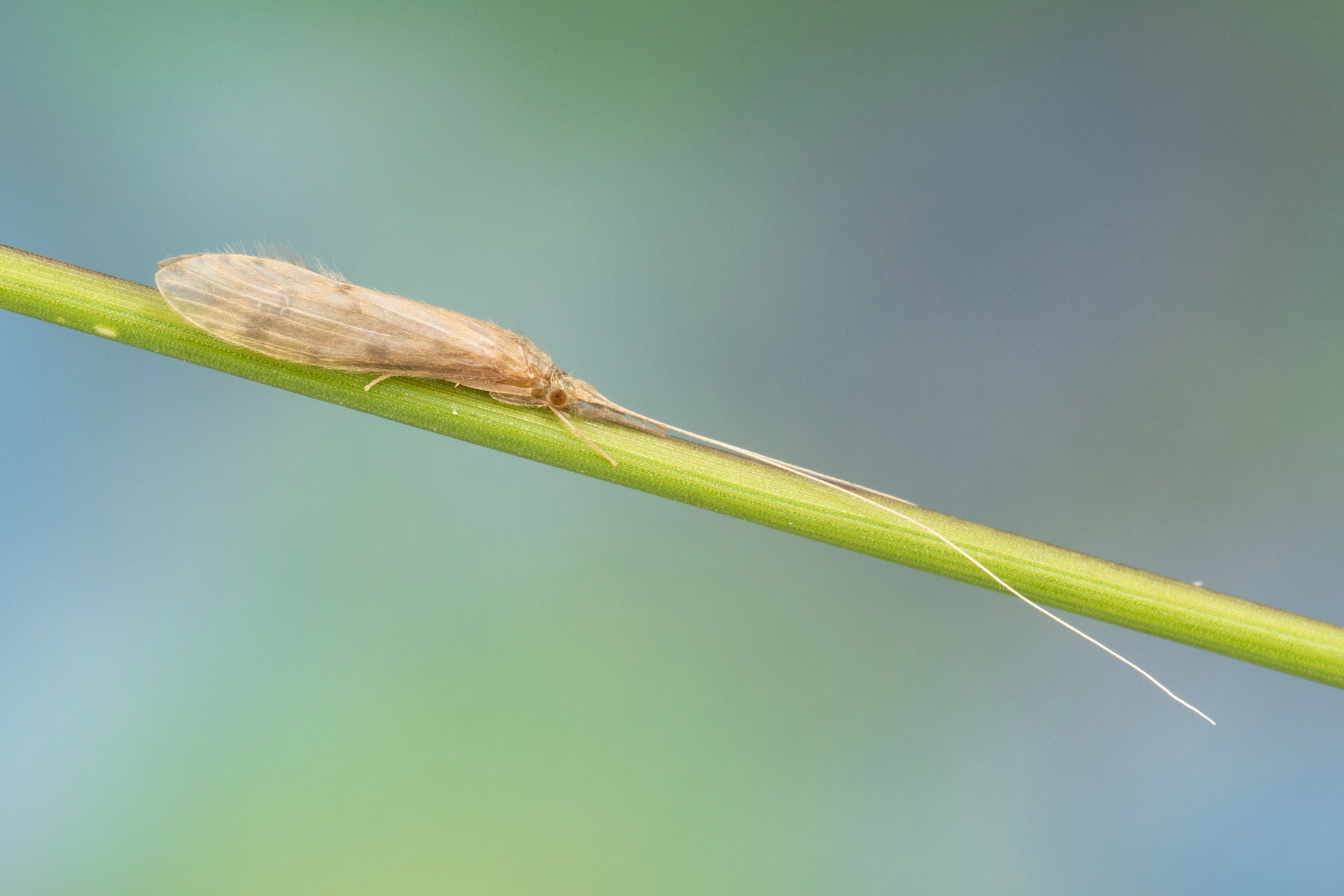 Vårfluer: Oecetis lacustris.