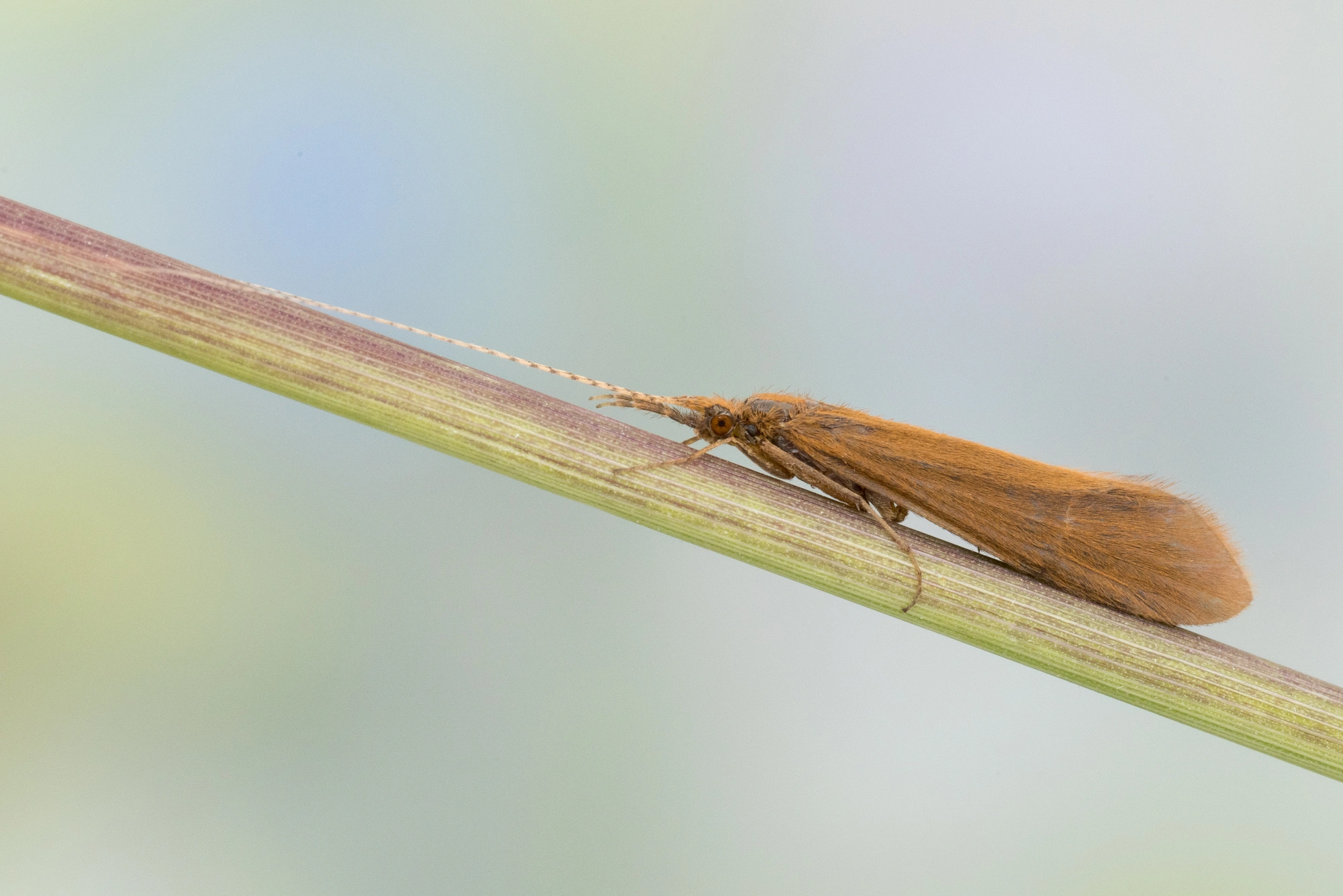 Vårfluer: Triaenodes bicolor.