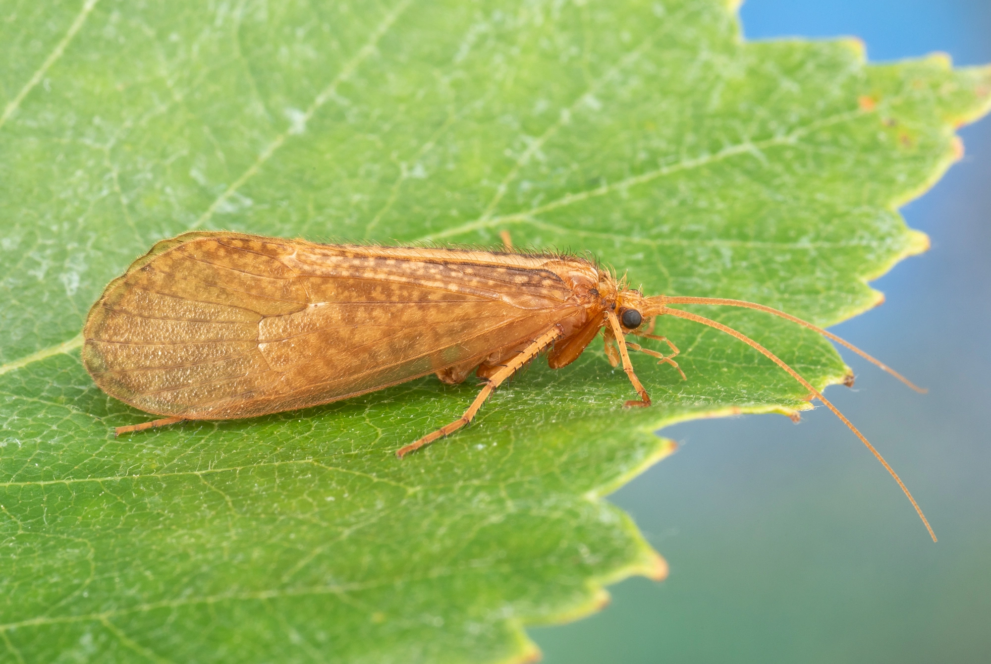 Vårfluer: Micropterna lateralis.