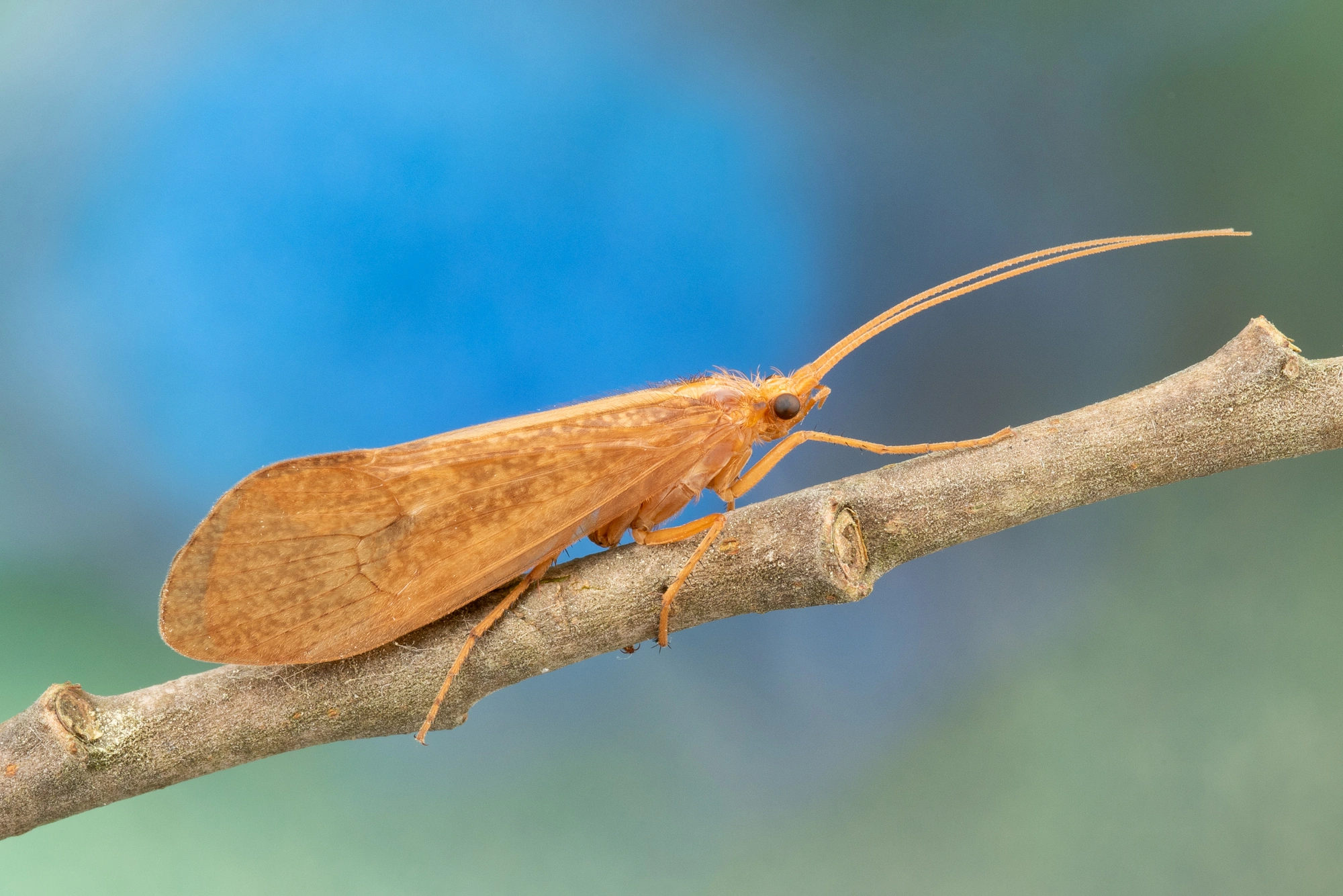 Vårfluer: Stenophylax permistus.