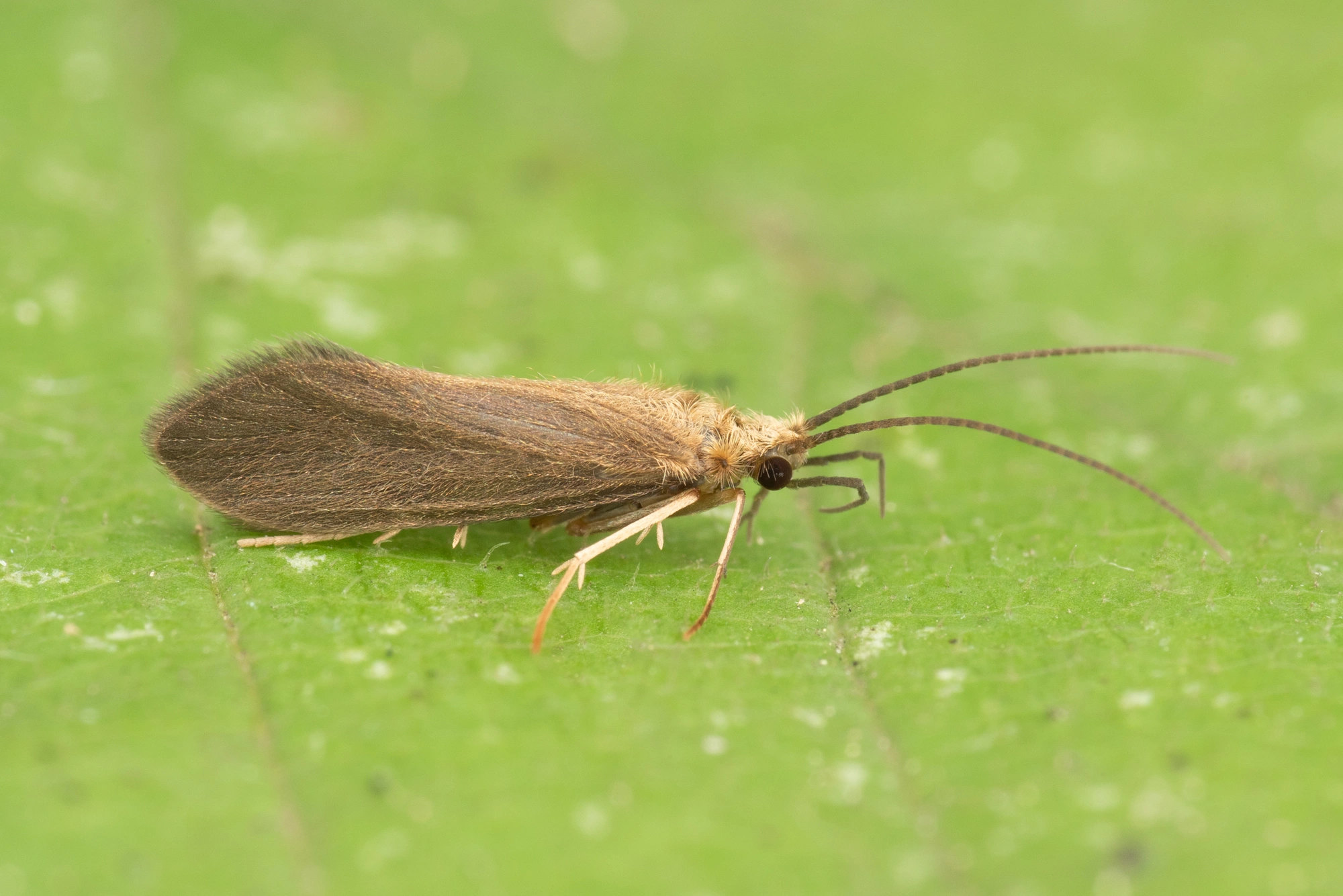 Vårfluer: Tinodes pallidulus.