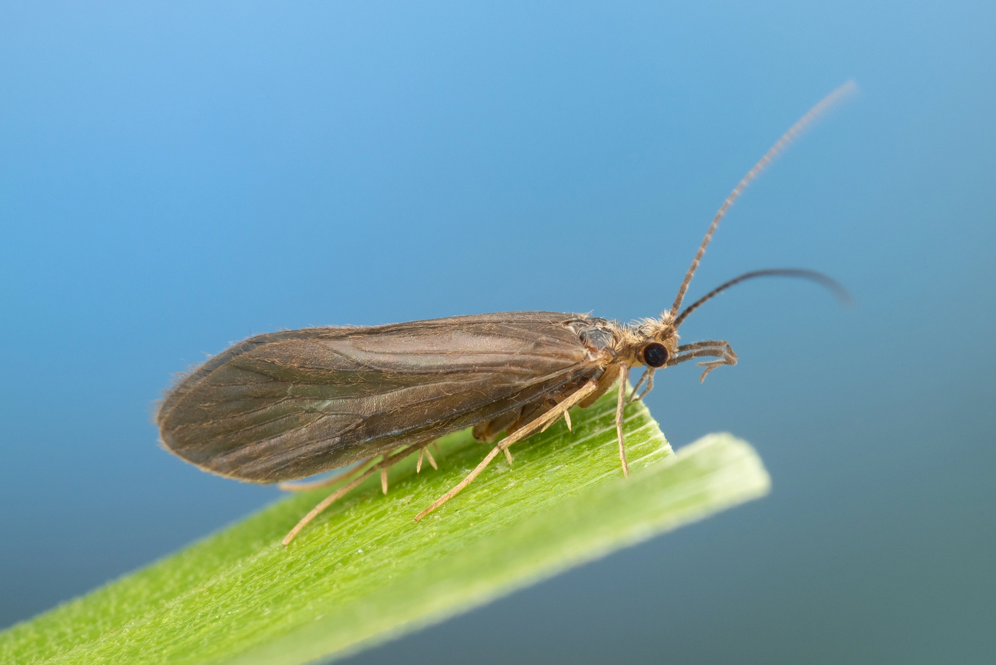 Vårfluer: Tinodes pallidulus.