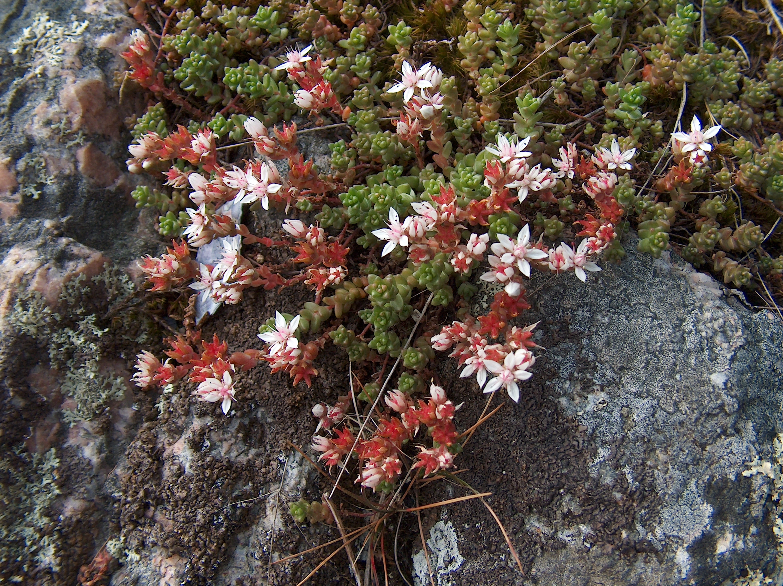 Kystbergknapp.