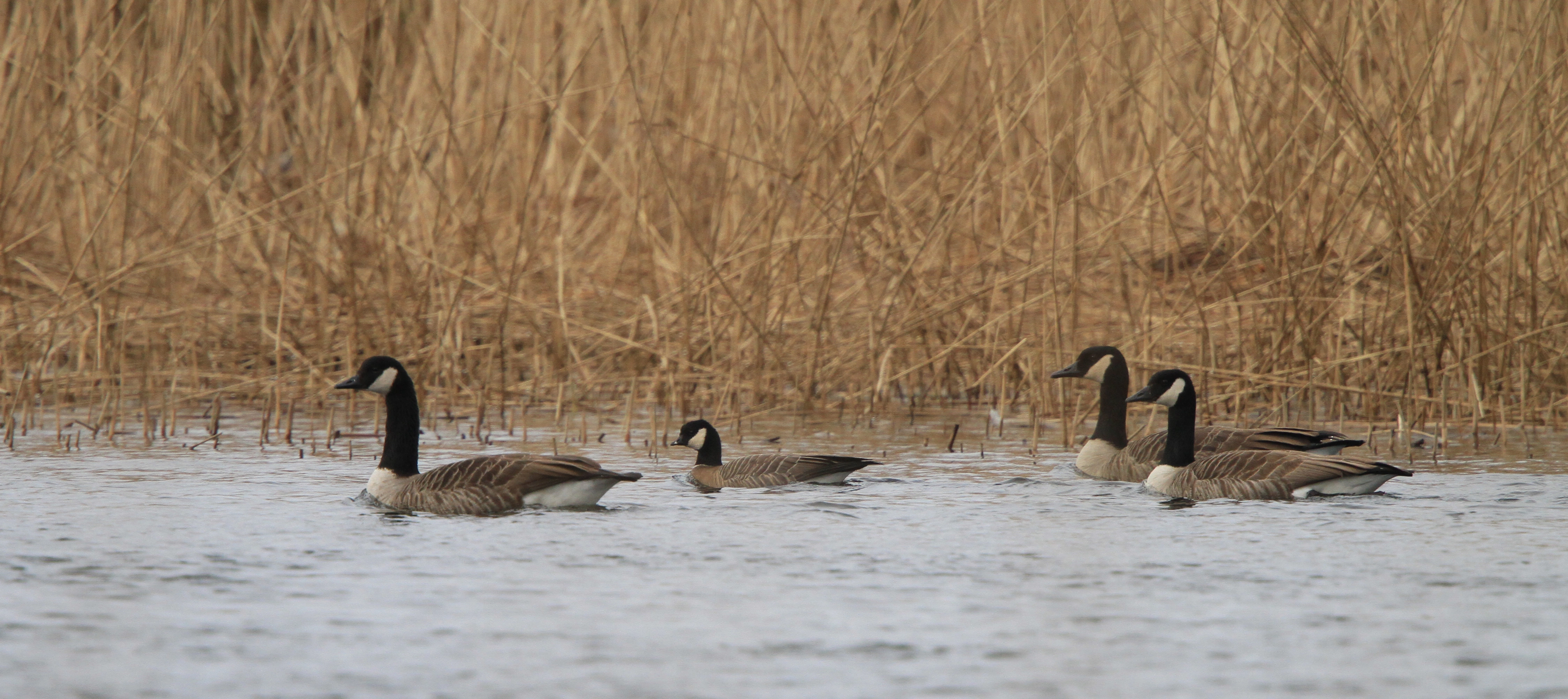 Polargås: Branta hutchinsii minima.