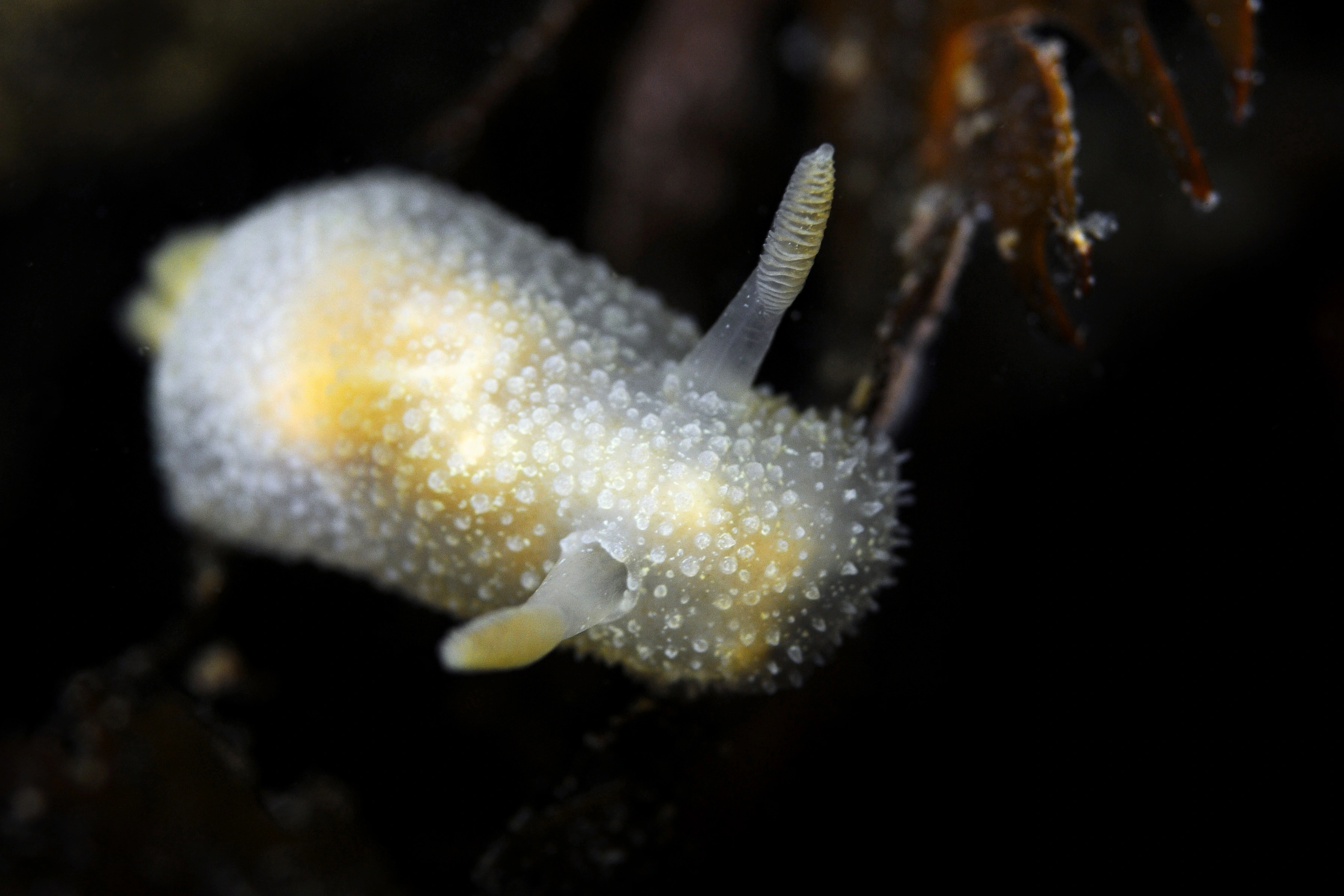 Nakensnegler: Acanthodoris pilosa.