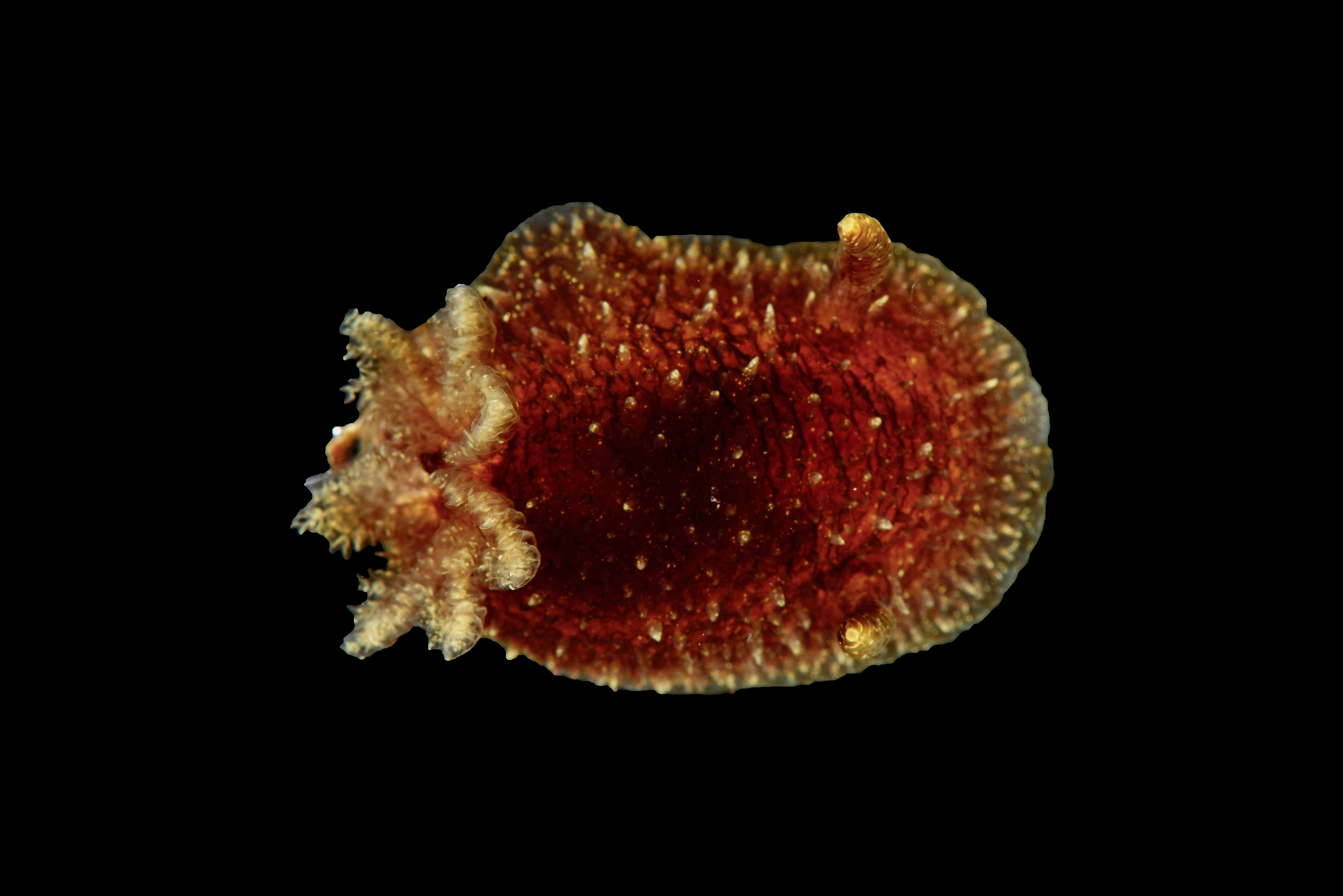 Bløtdyr: Acanthodoris pilosa.