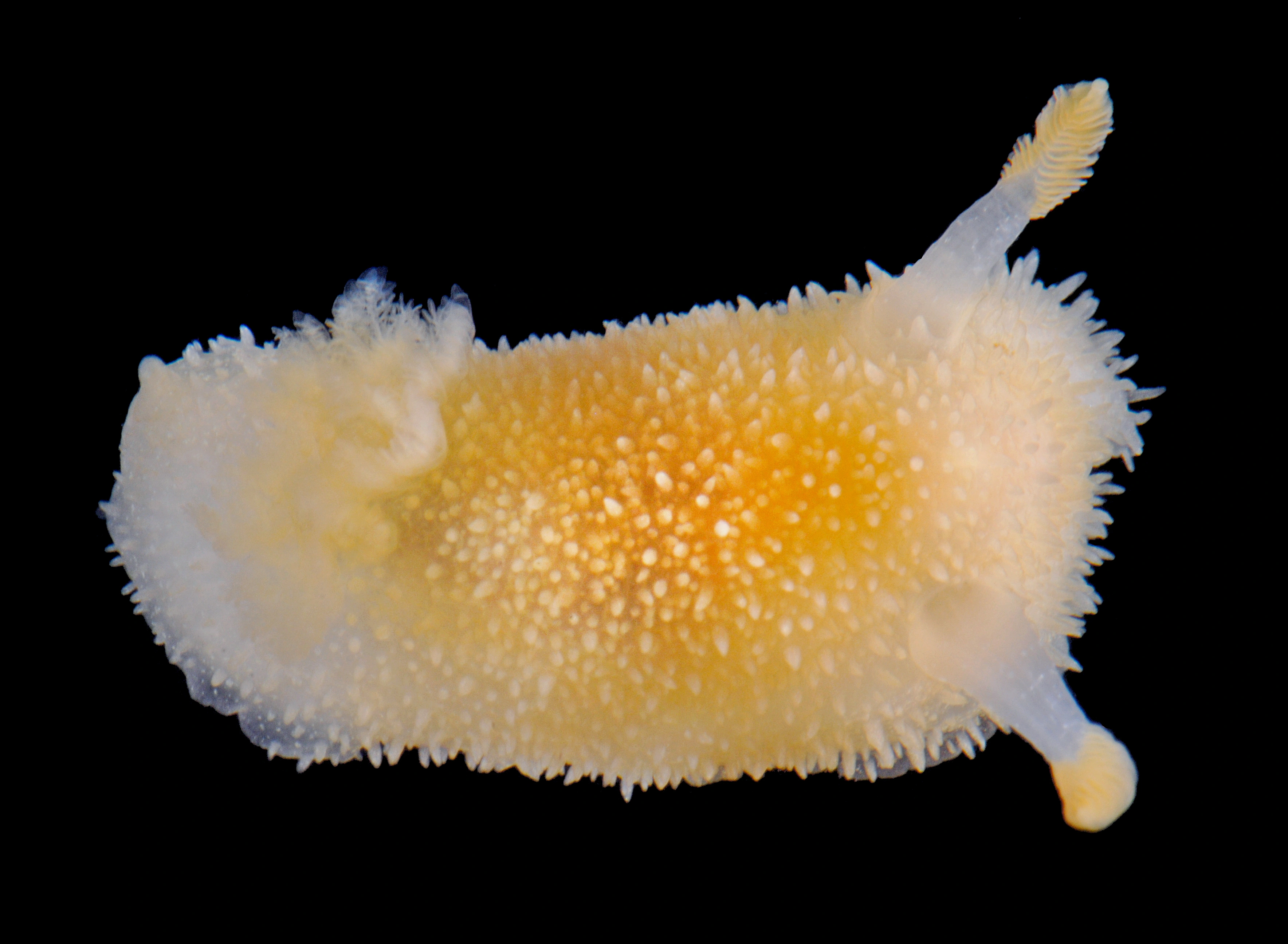 Bløtdyr: Acanthodoris pilosa.