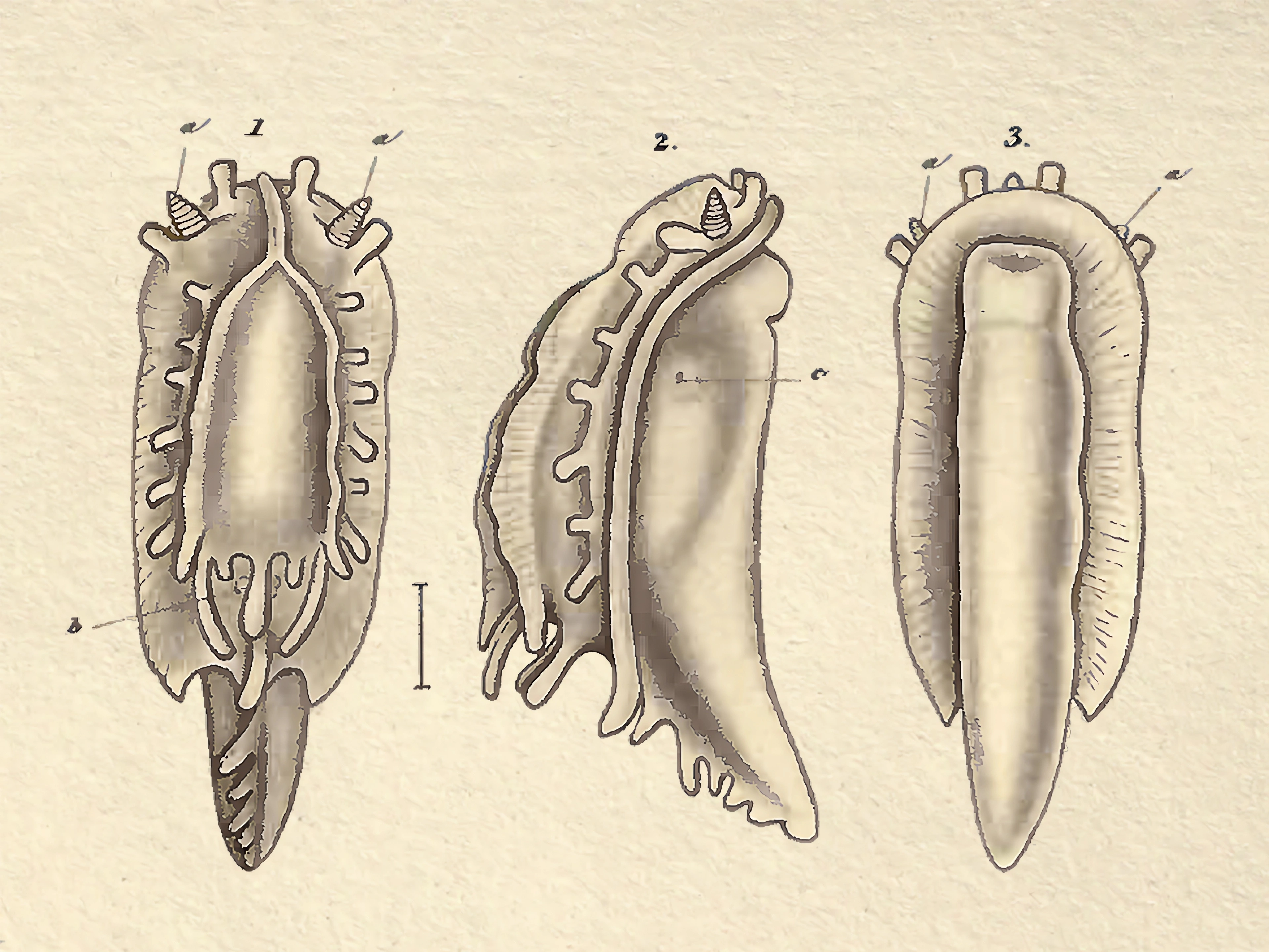 Nakensnegler: Aegires incisus.