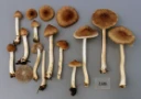 Trevlesopper: Inocybe virgatula.