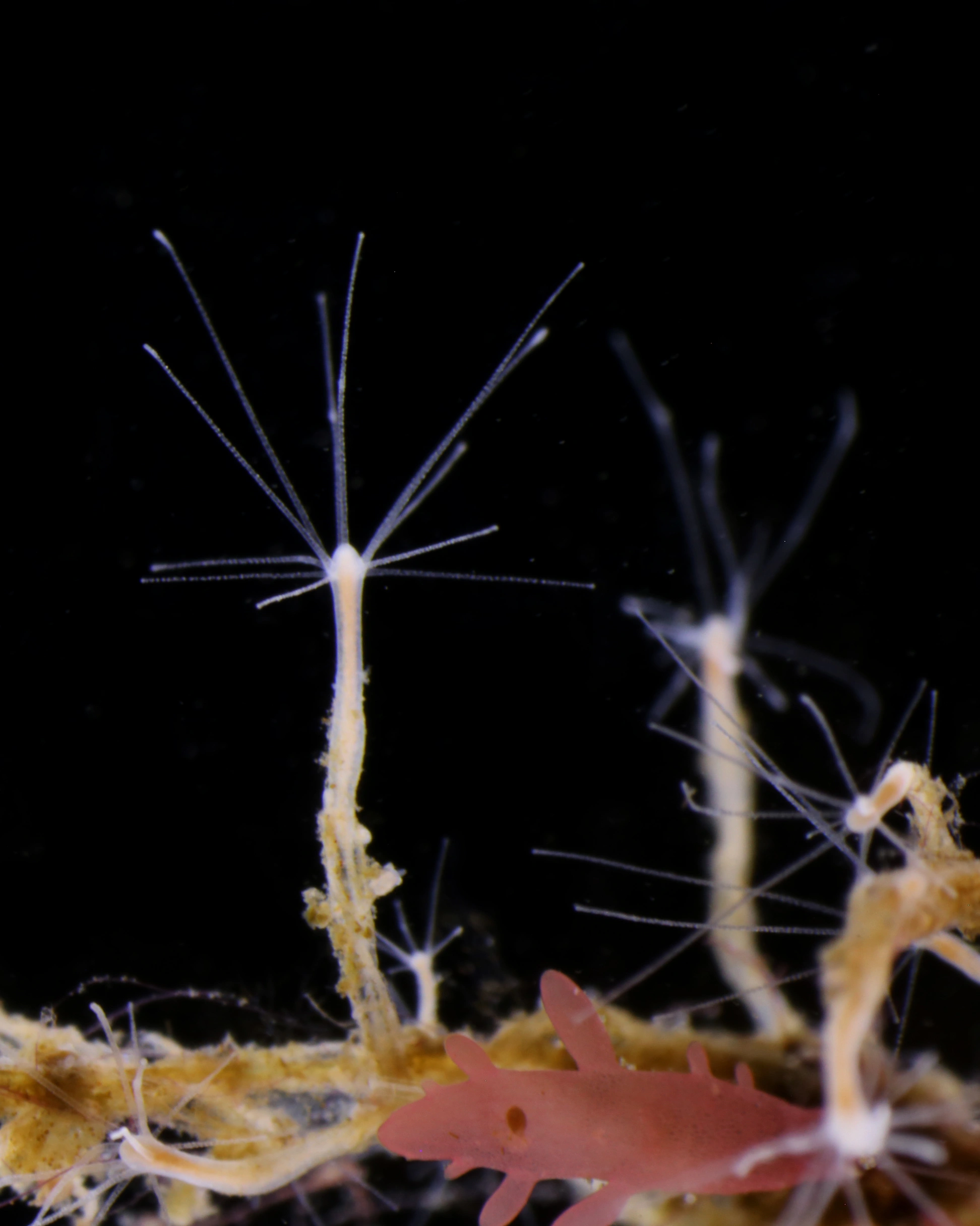 Hydrozoer: Bougainvillia muscus.