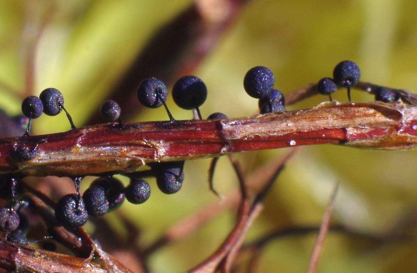 Slimsopper: Lamproderma nigrescens.