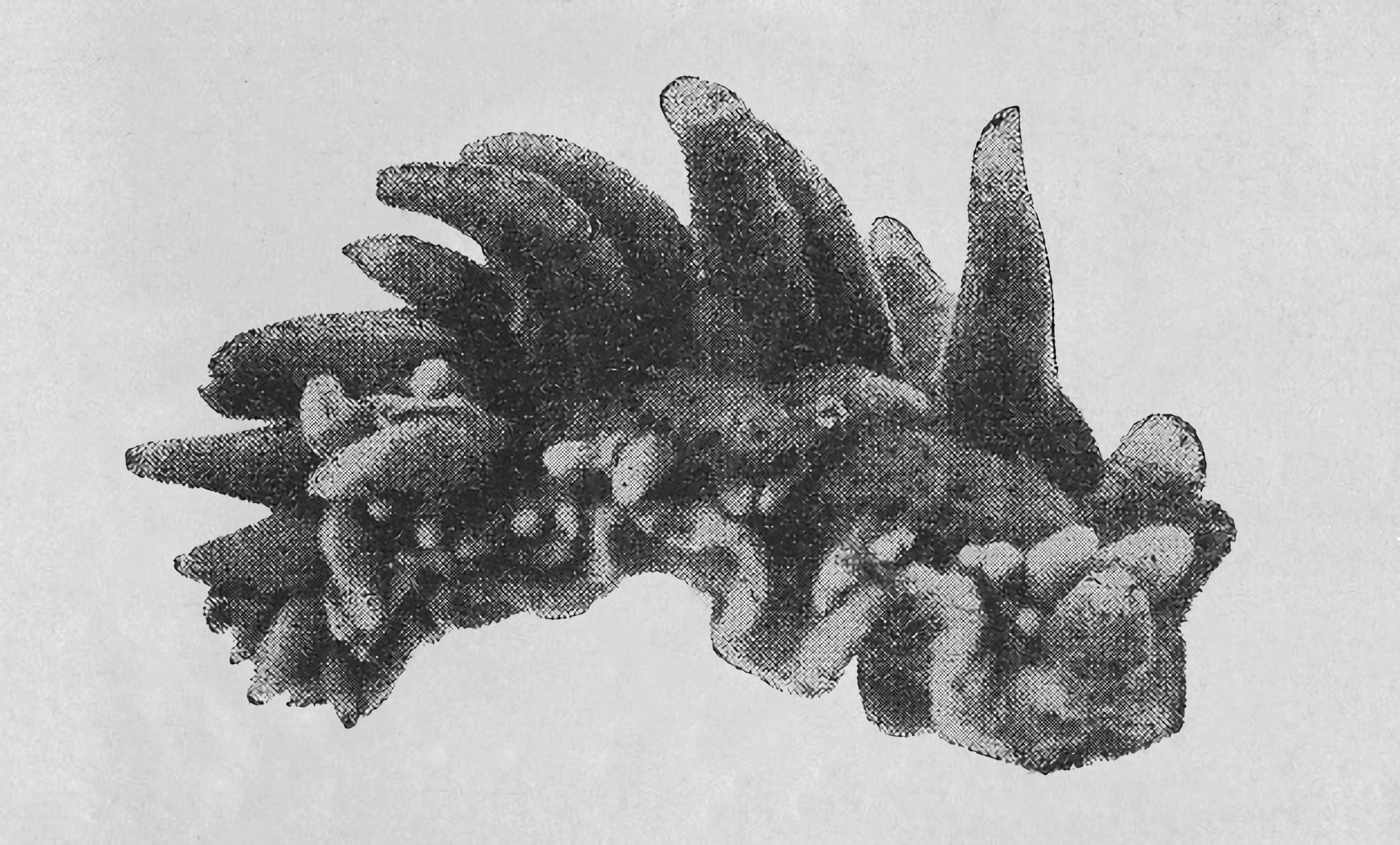 Bløtdyr: Cuthona norvegica.