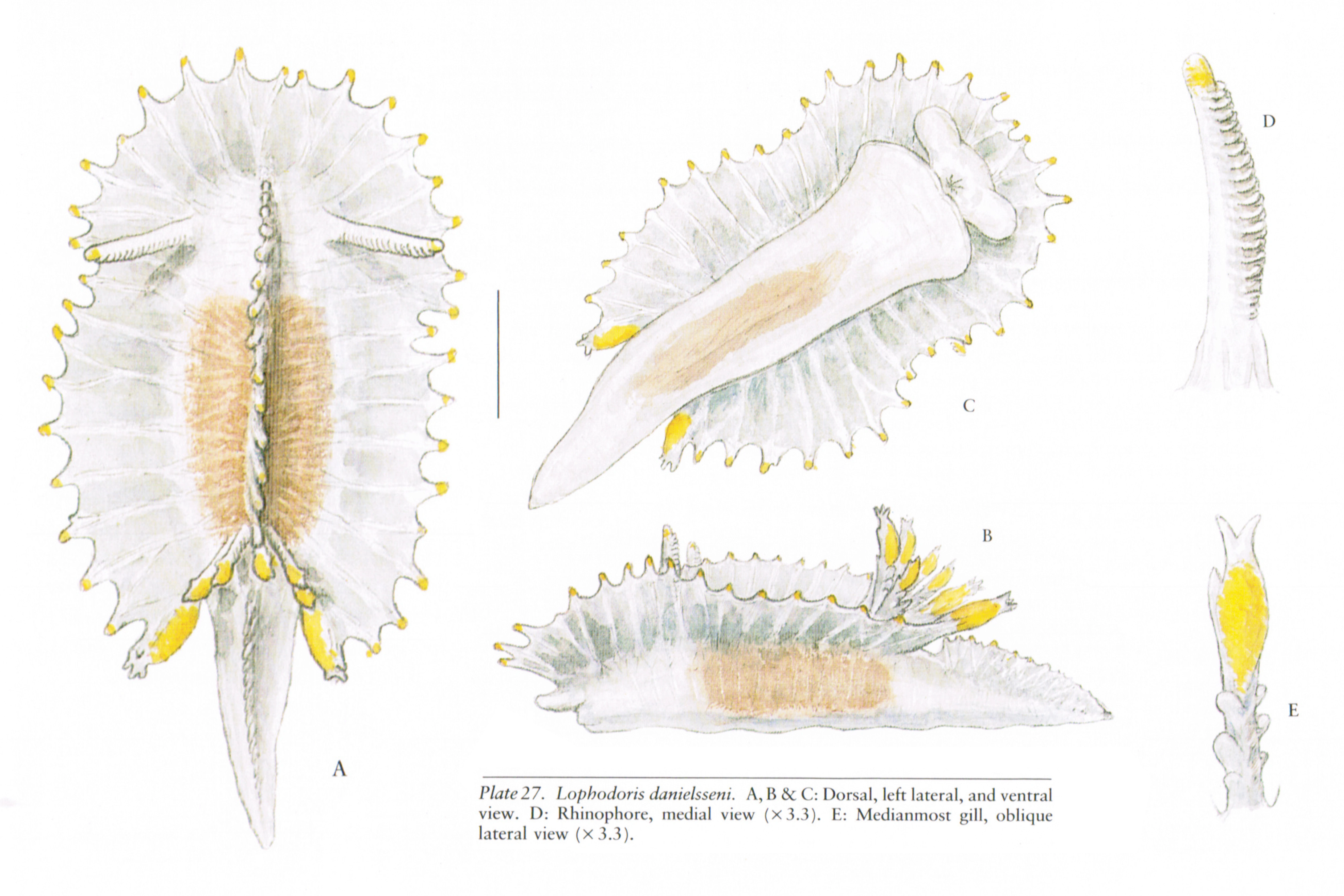 Bløtdyr: Lophodoris danielsseni.