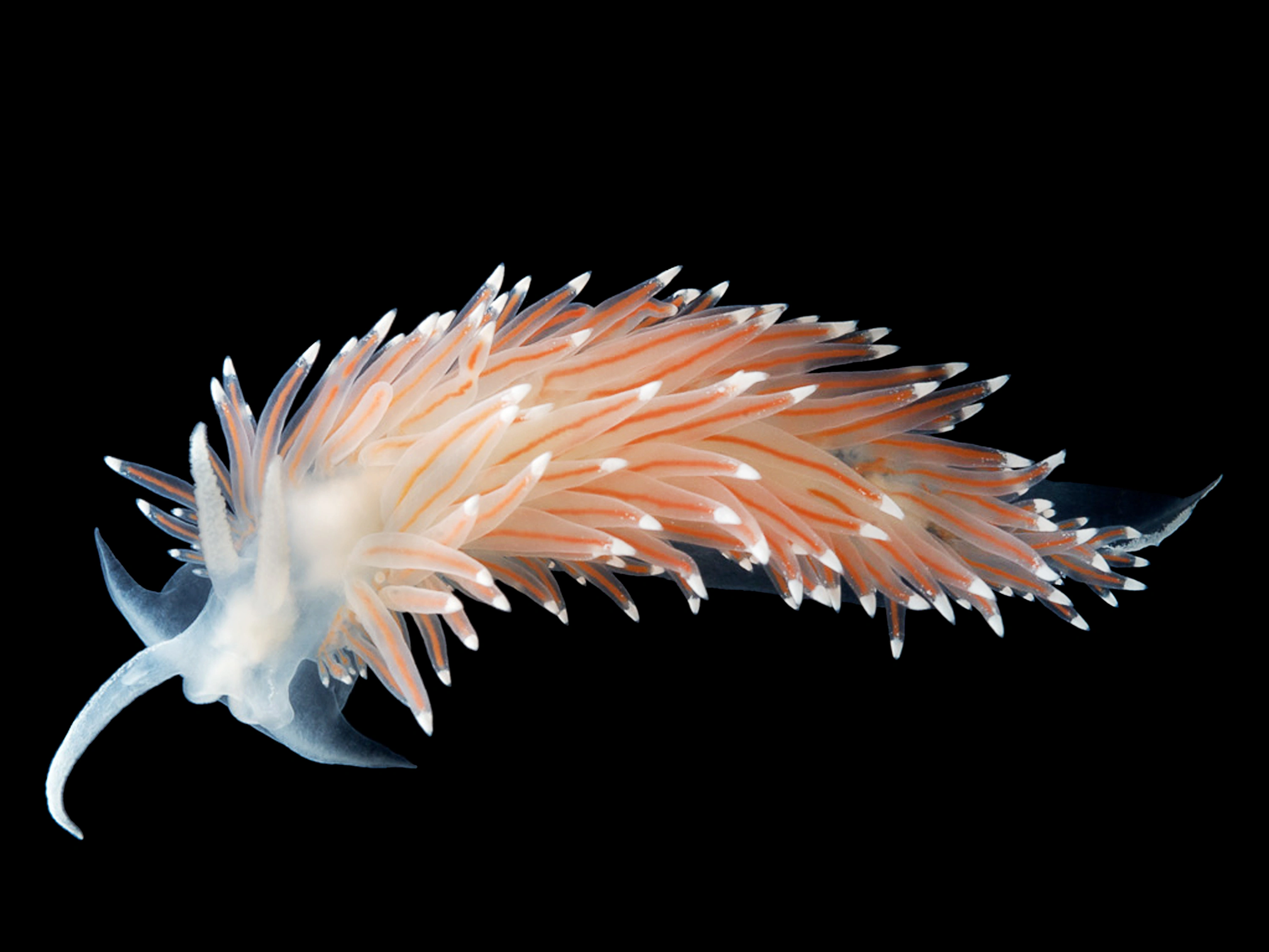 Bløtdyr: Coryphella nobilis.