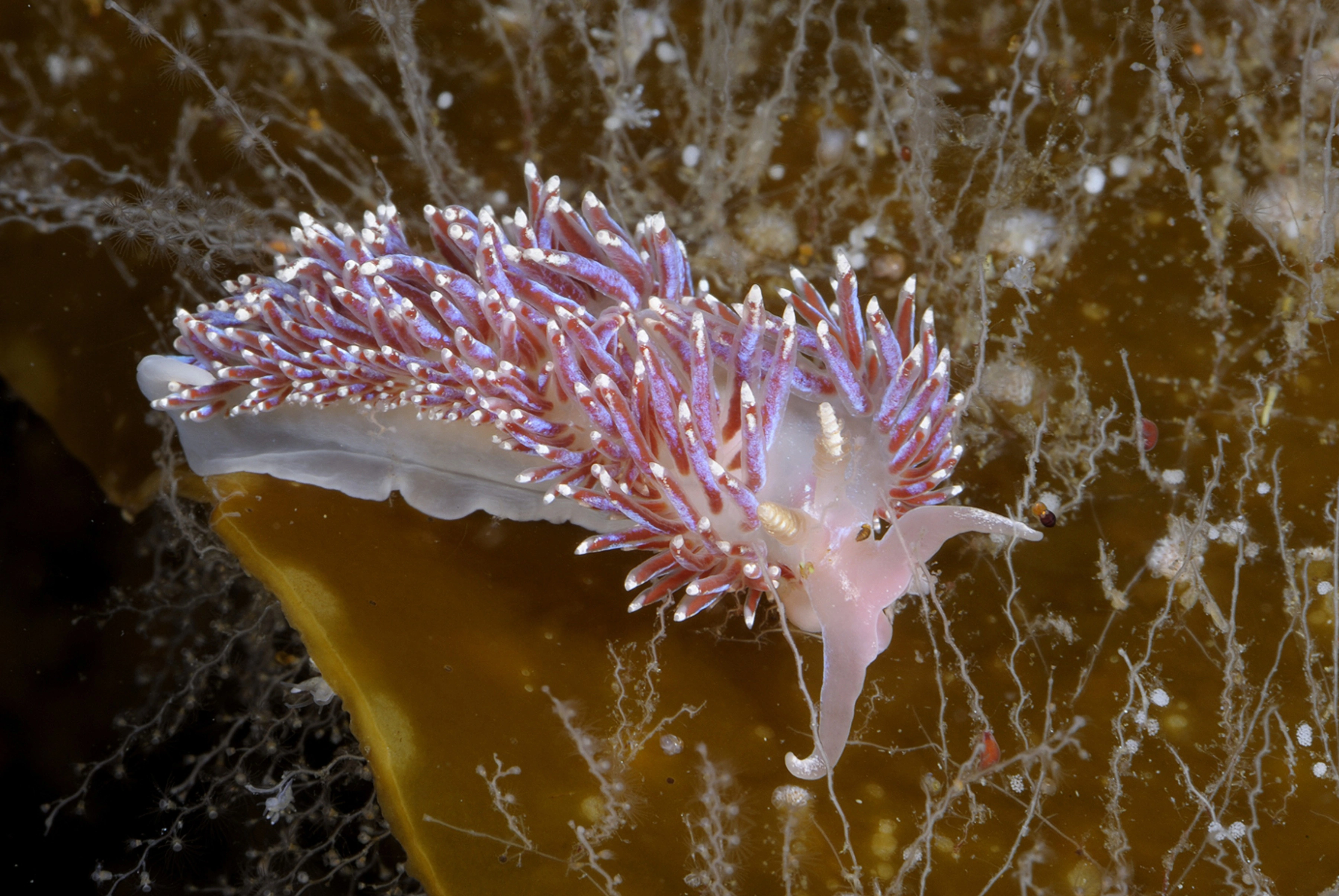 Bløtdyr: Facelina auriculata.