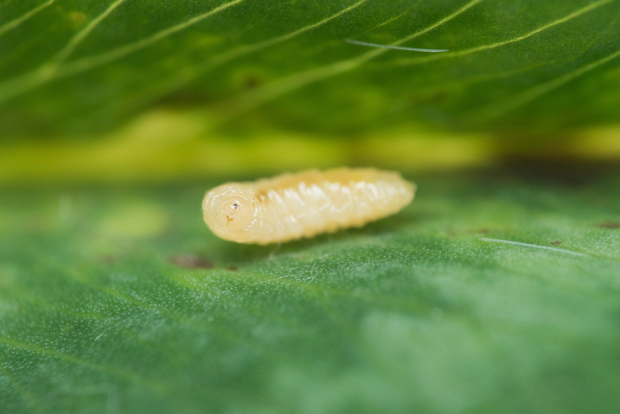 Gallmygg: Tricholaba trifolii.