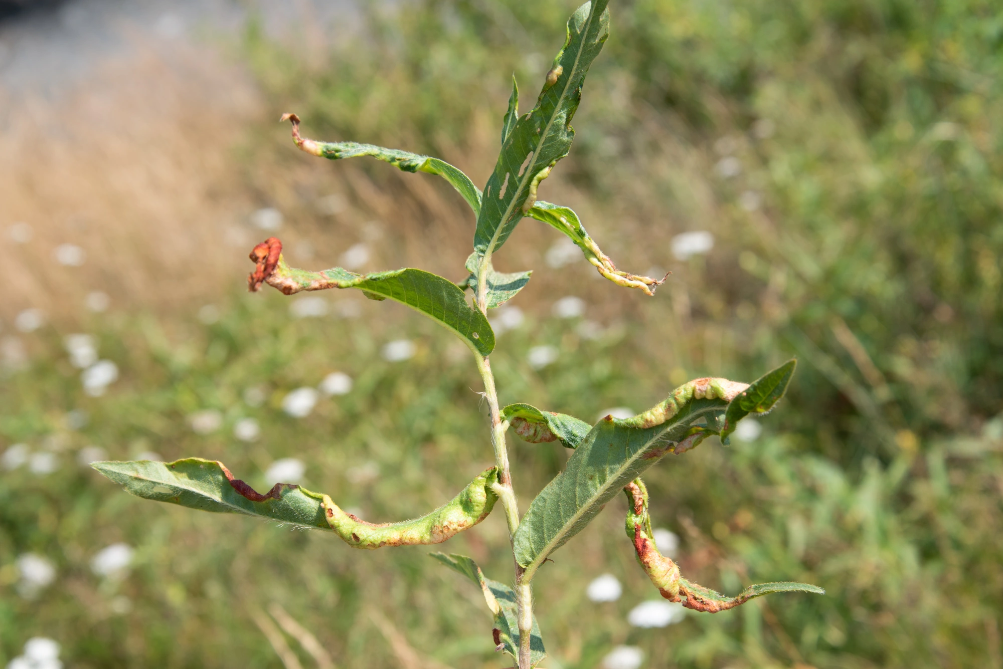 Gallmygg: Wachtliella persicariae.