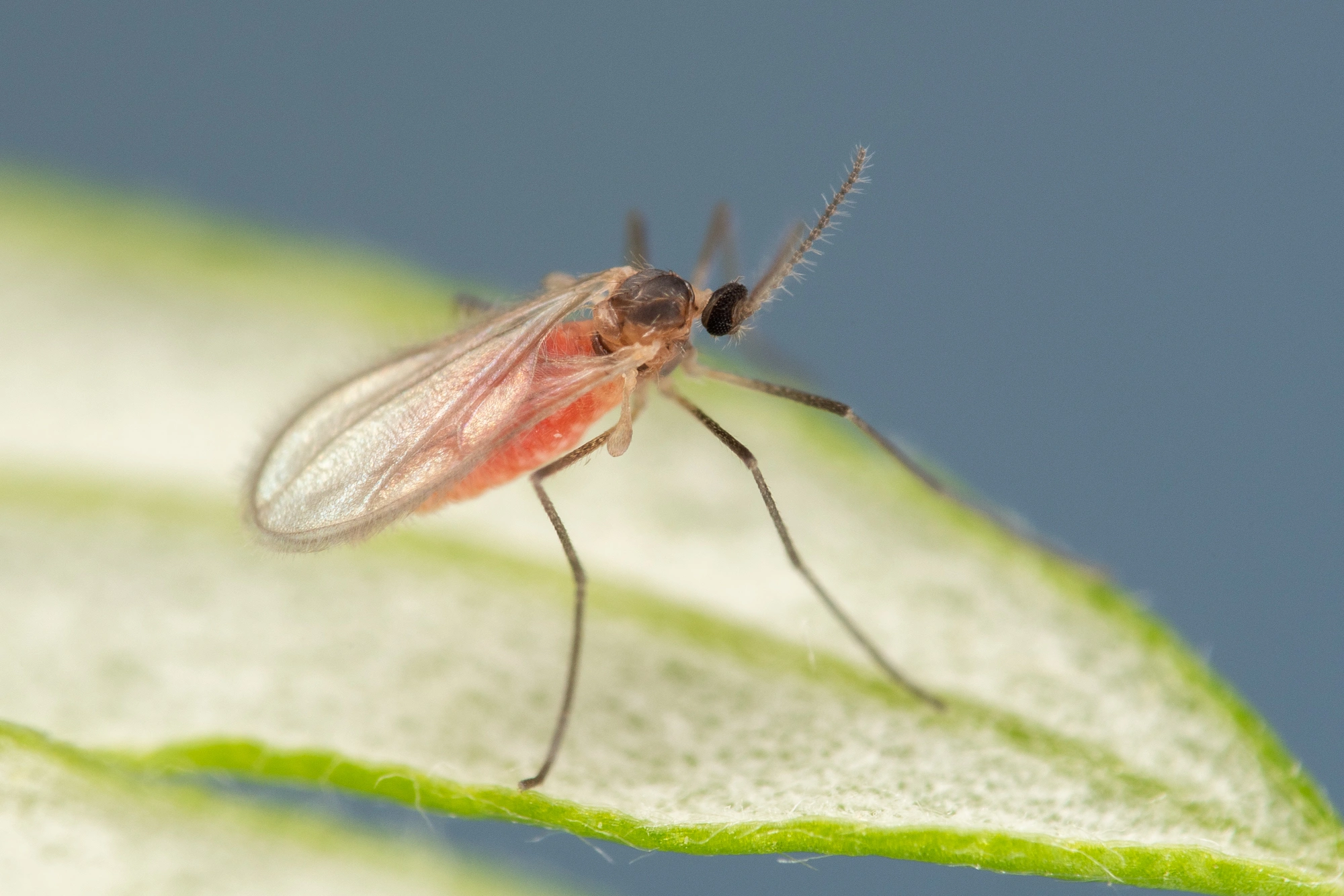 Gallmygg: Rhopalomyia foliorum.