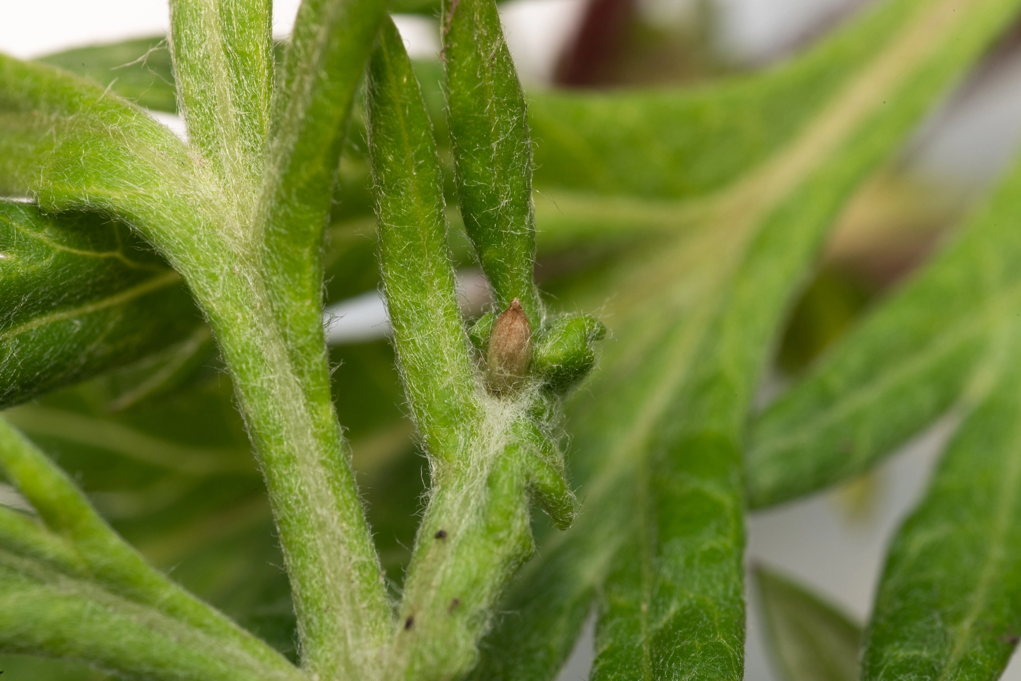 Gallmygg: Rhopalomyia foliorum.