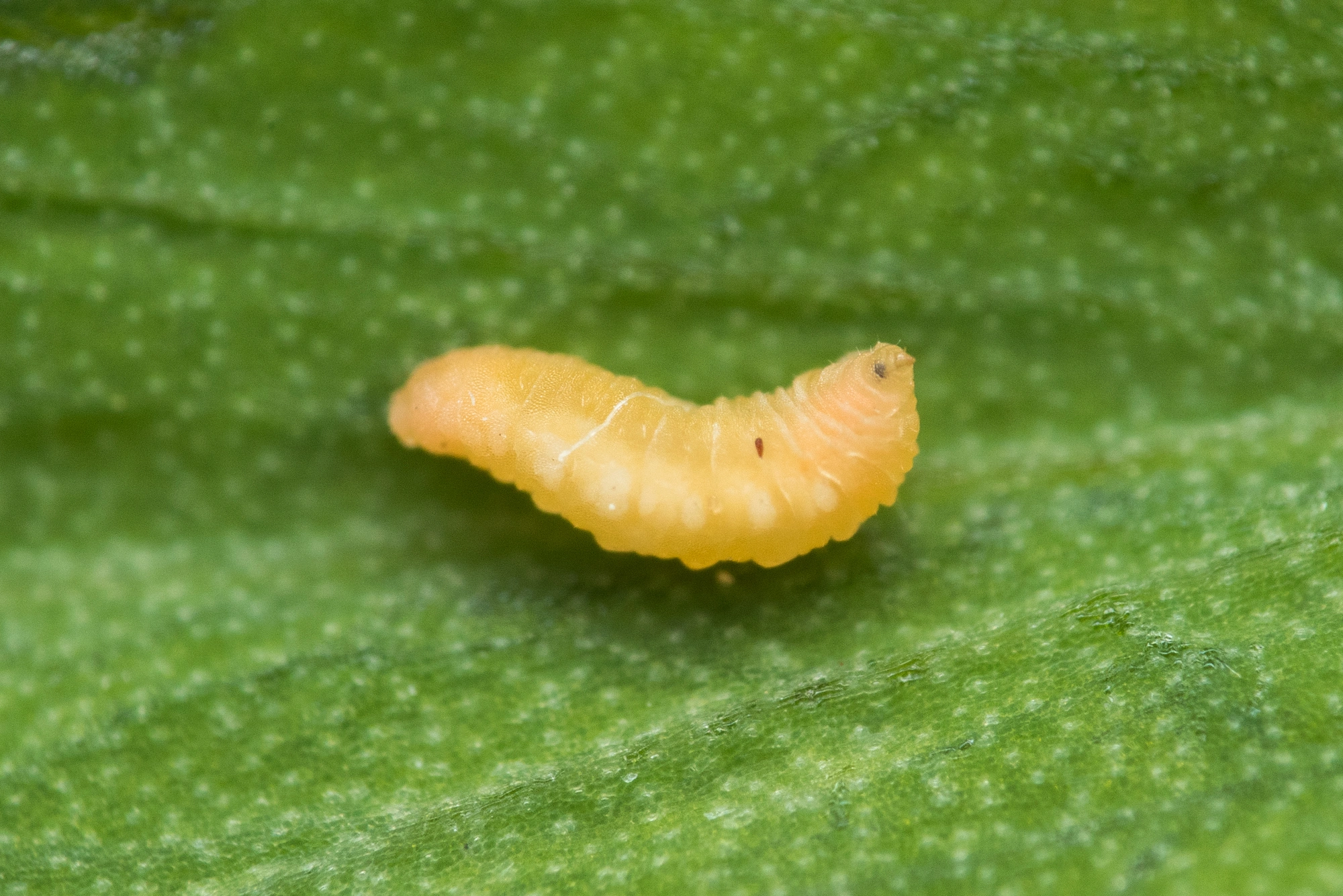 Gallmygg: Lathyromyza schlechtendali.