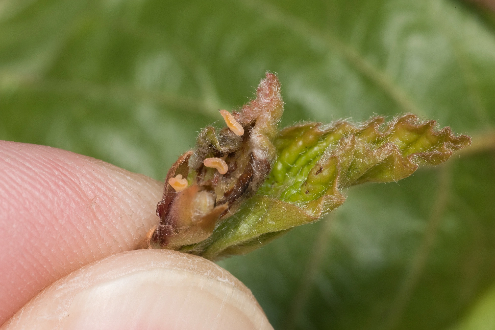 Gallmygg: Macrolabis fagicola.